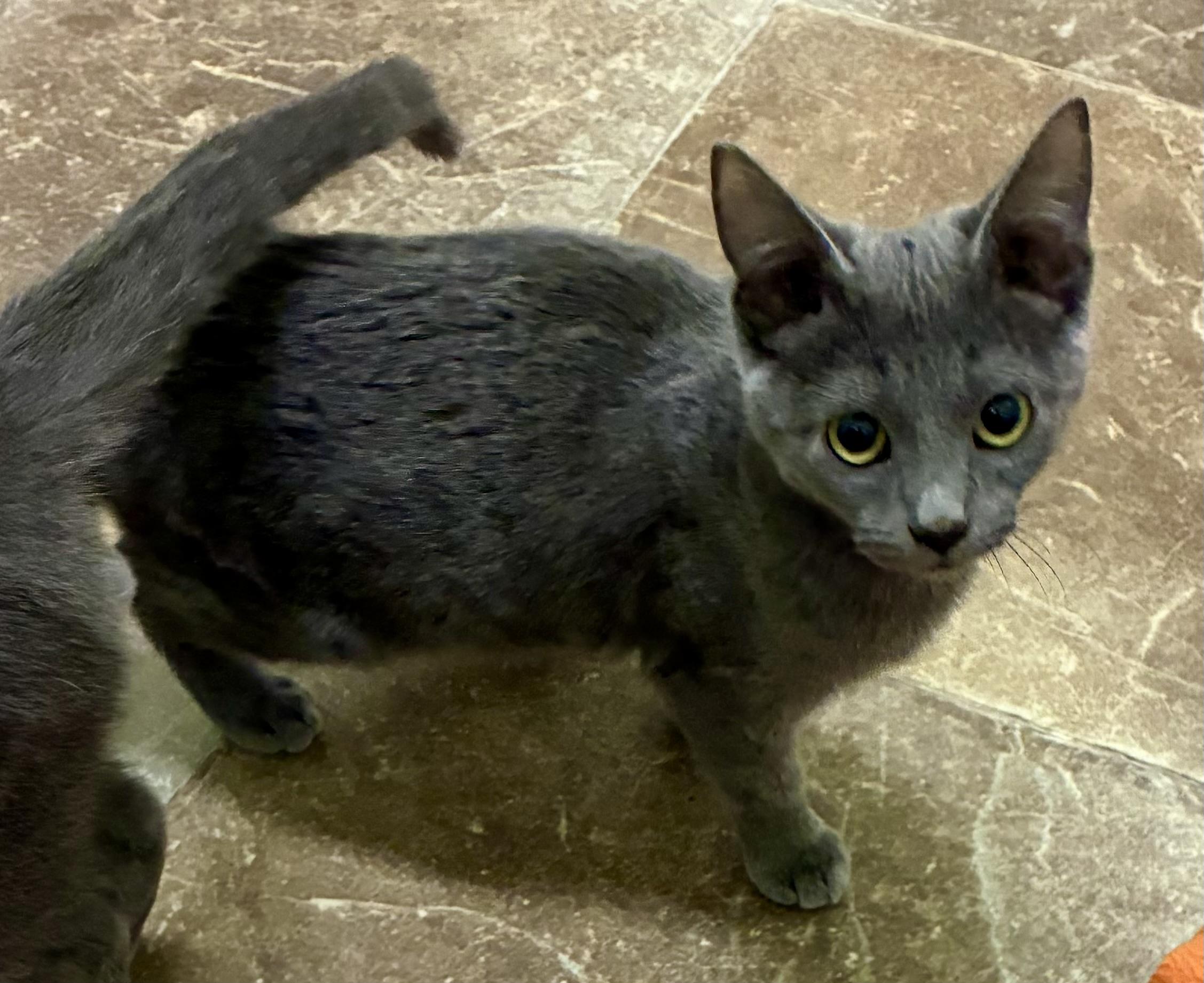 SNICKER DOODLE, a ADOPTABLE Domestic Short Hair in Louisa, KY image 4/4