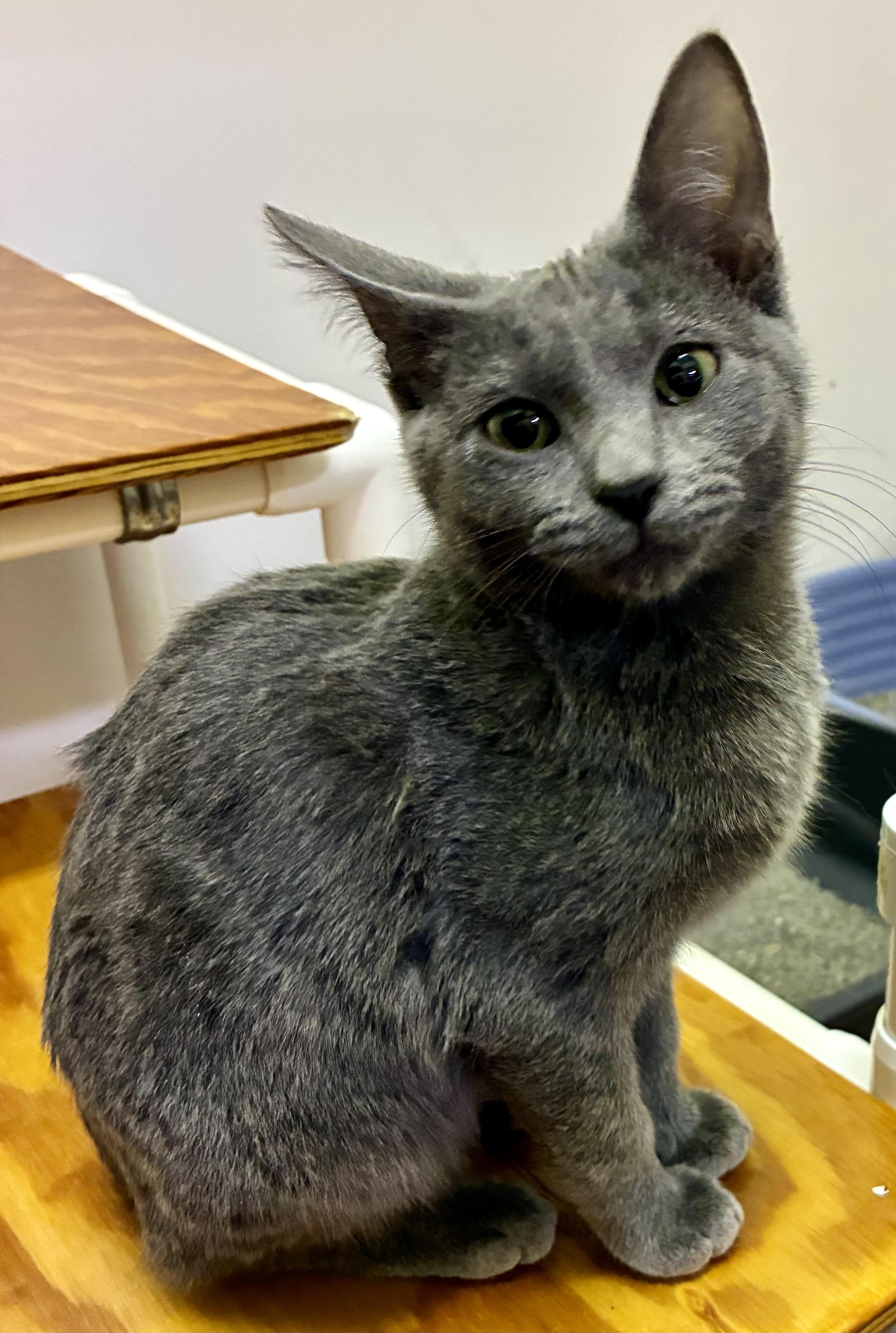 SNICKER DOODLE, a ADOPTABLE Domestic Short Hair in Louisa, KY image 2/4