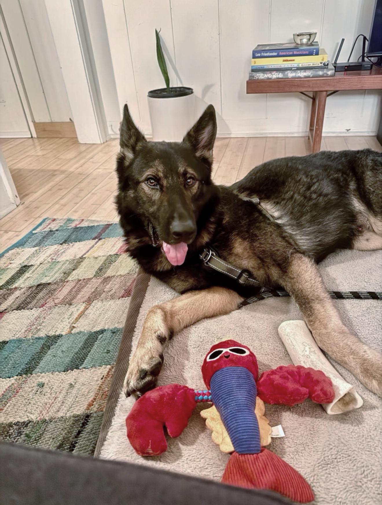 Enlarge Clide, an adopted German Shepherd Dog in West Hollywood, CA image 1/4