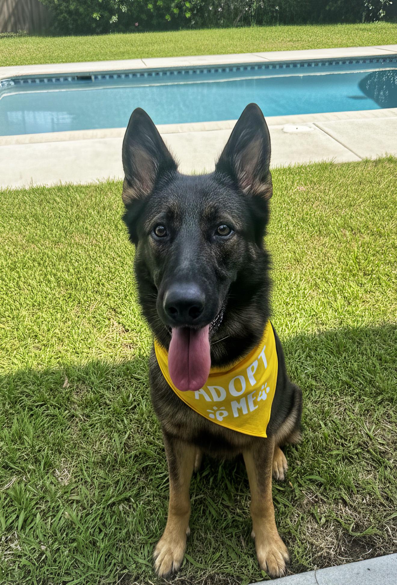 Enlarge Clide, an adopted German Shepherd Dog in West Hollywood, CA image 3/4