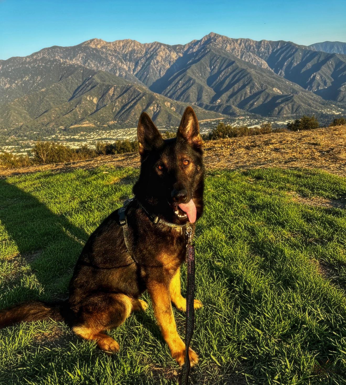 Enlarge Clide, an adopted German Shepherd Dog in West Hollywood, CA image 4/4