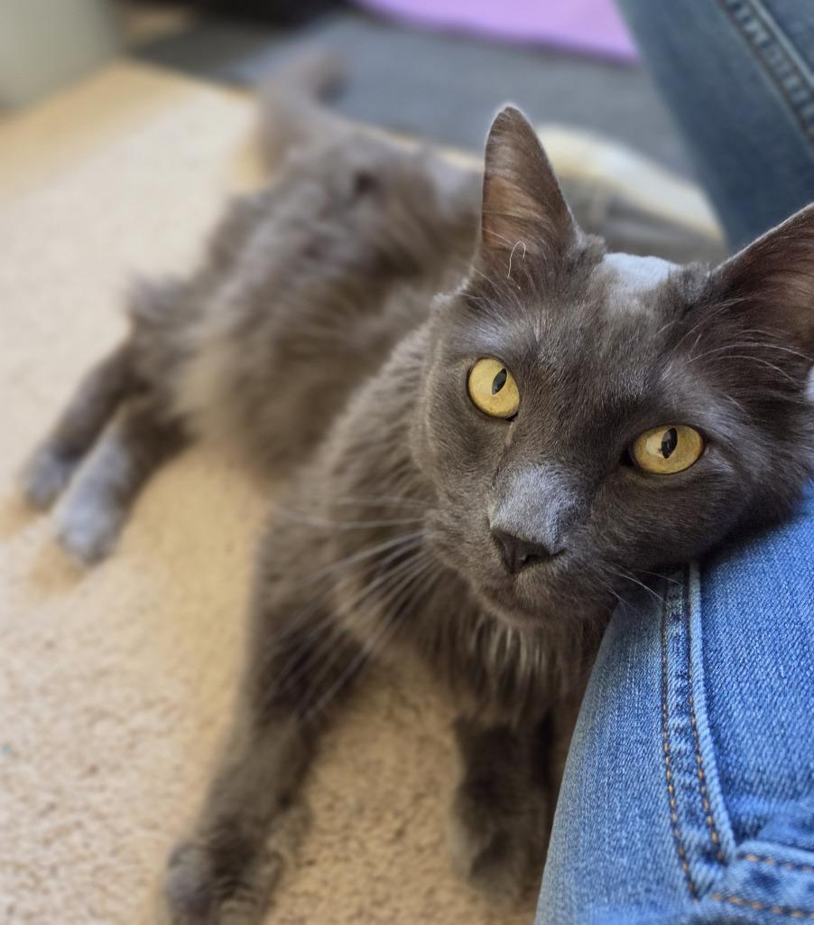 Joel 2, a Adoptable mixed breed in Fort Lupton, CO image 1/3