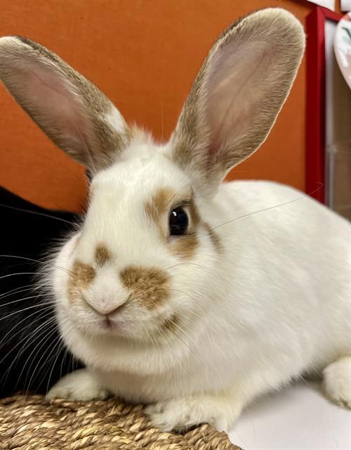 TEDDY, Adoptable, Young Female Bunny Rabbit.