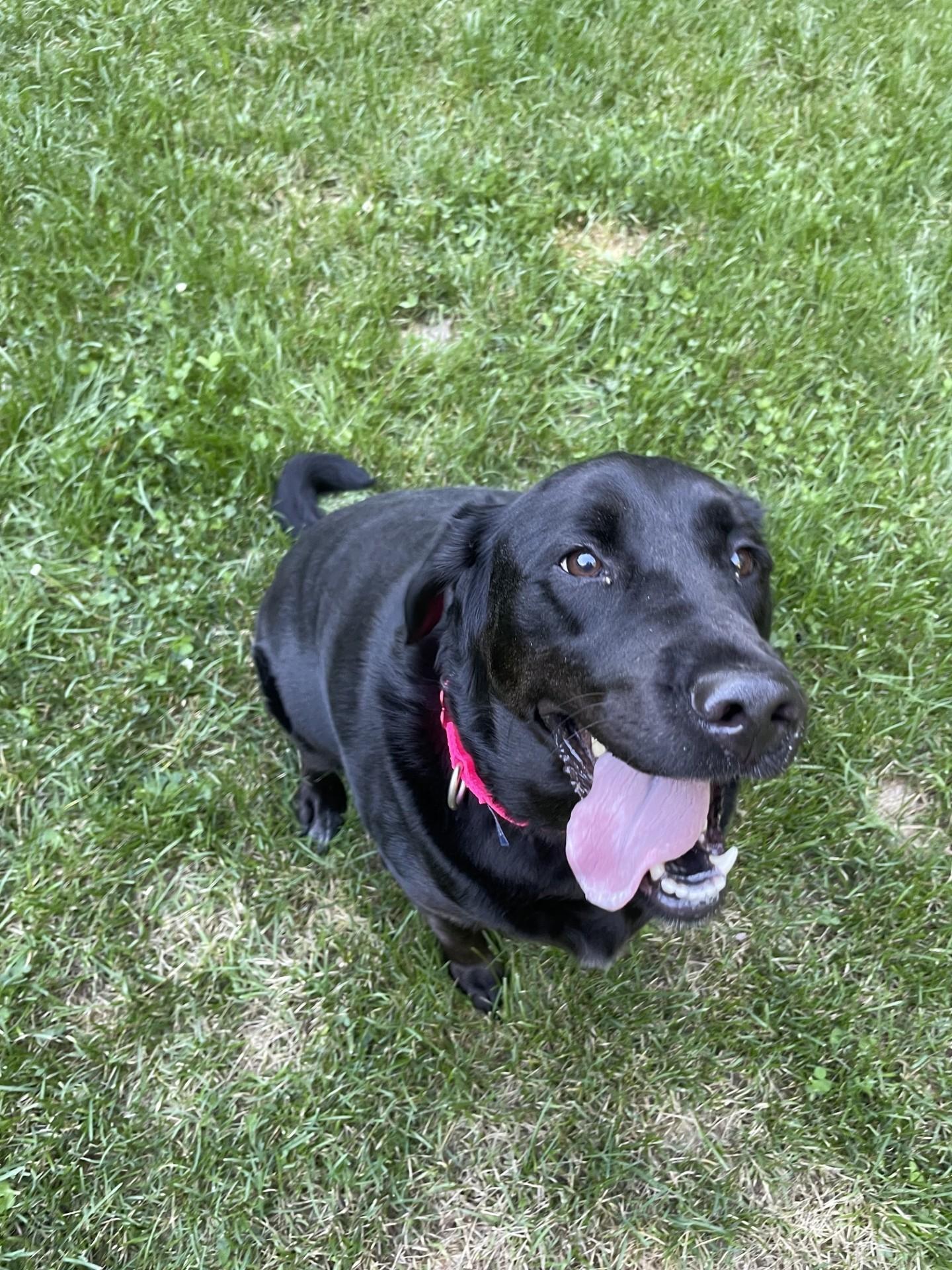 Enlarge Peaches, an adopted Labrador Retriever in Farwell, MI image 2/5