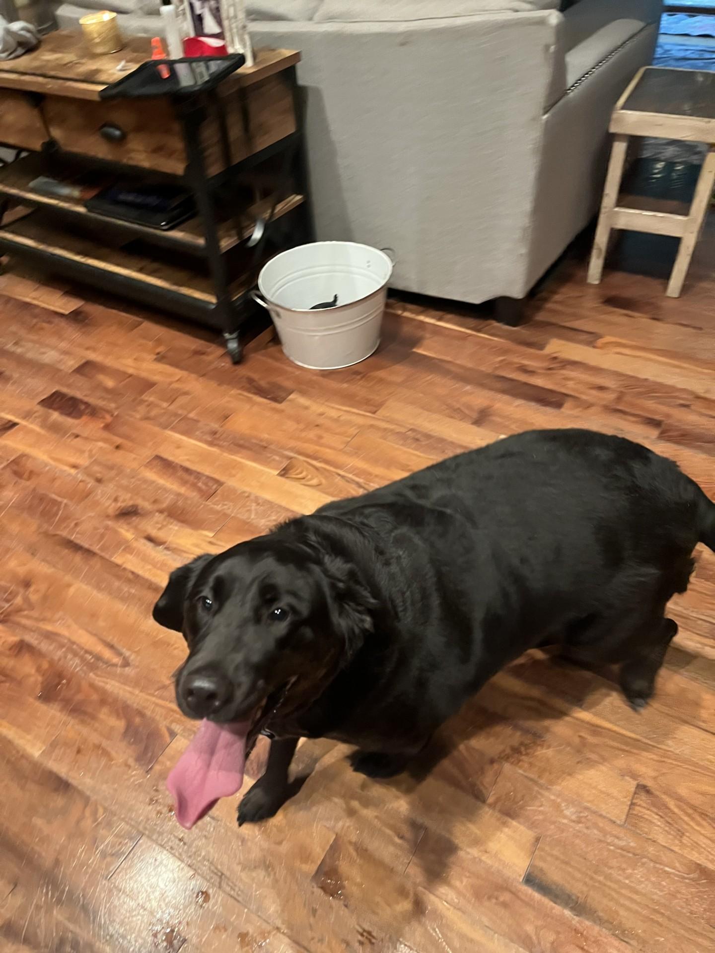 Enlarge Peaches, an adopted Labrador Retriever in Farwell, MI image 3/5