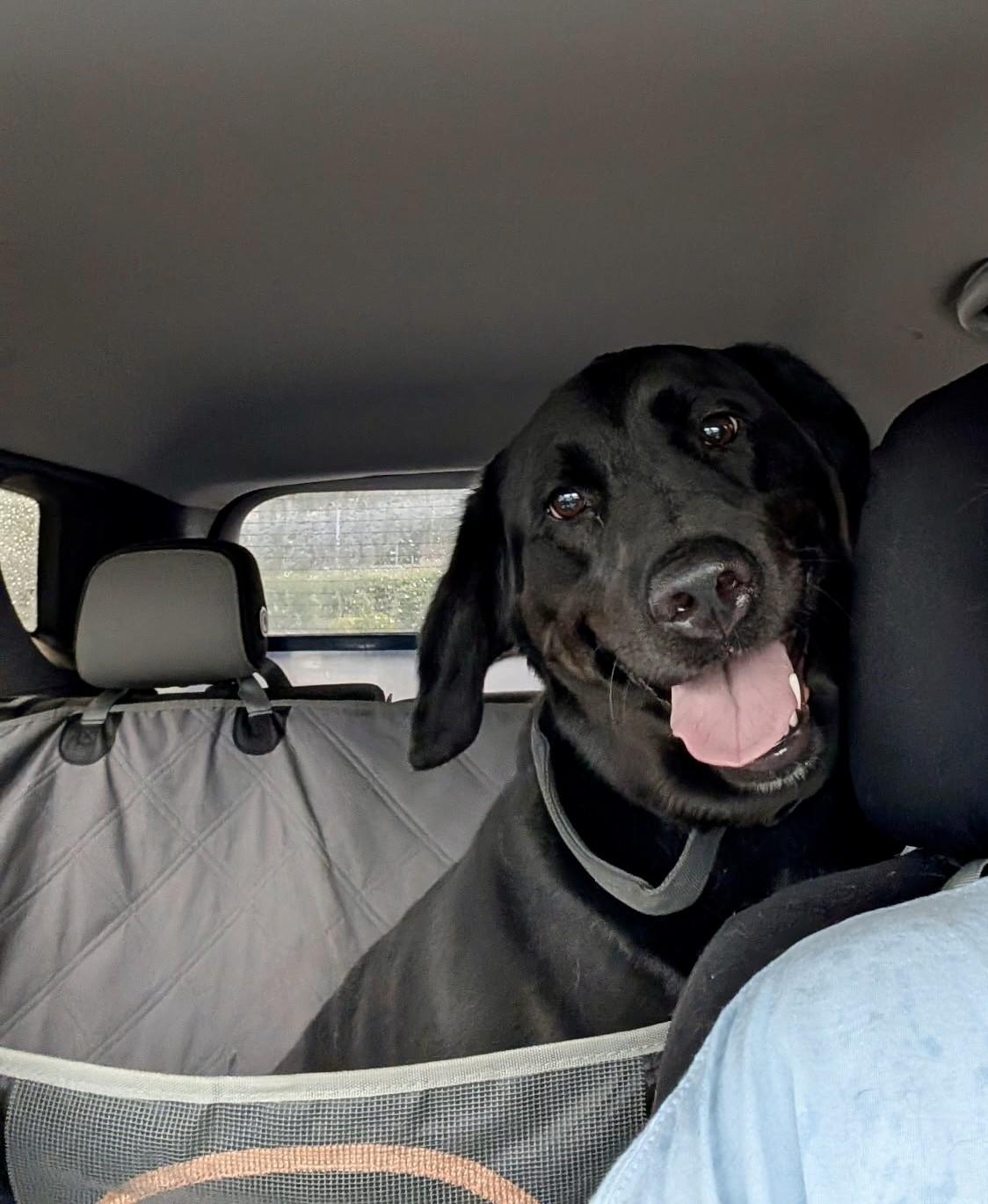 Enlarge Peaches, an adopted Labrador Retriever in Farwell, MI image 4/5