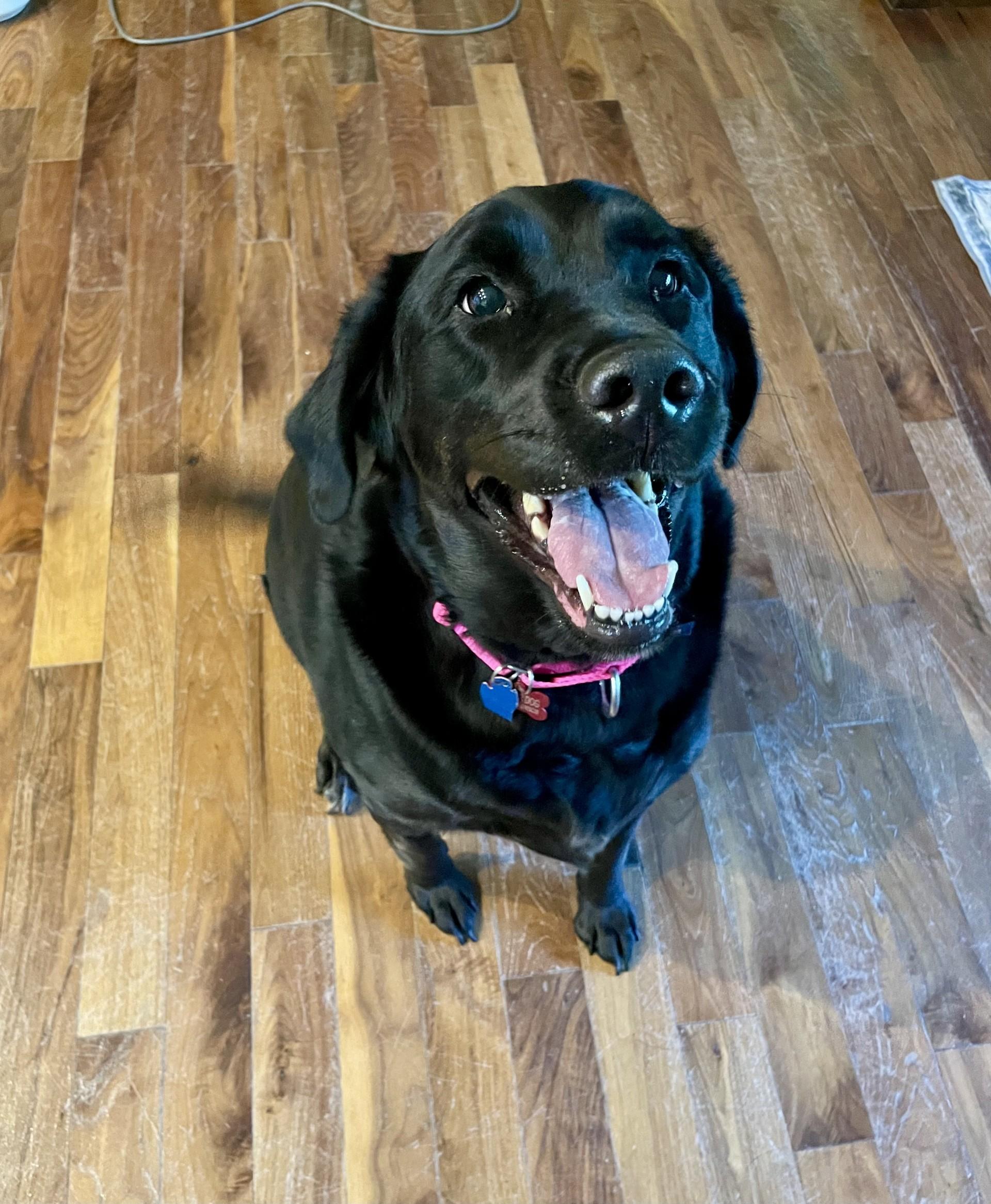 Peaches, adopted, Adult Female Labrador Retriever.