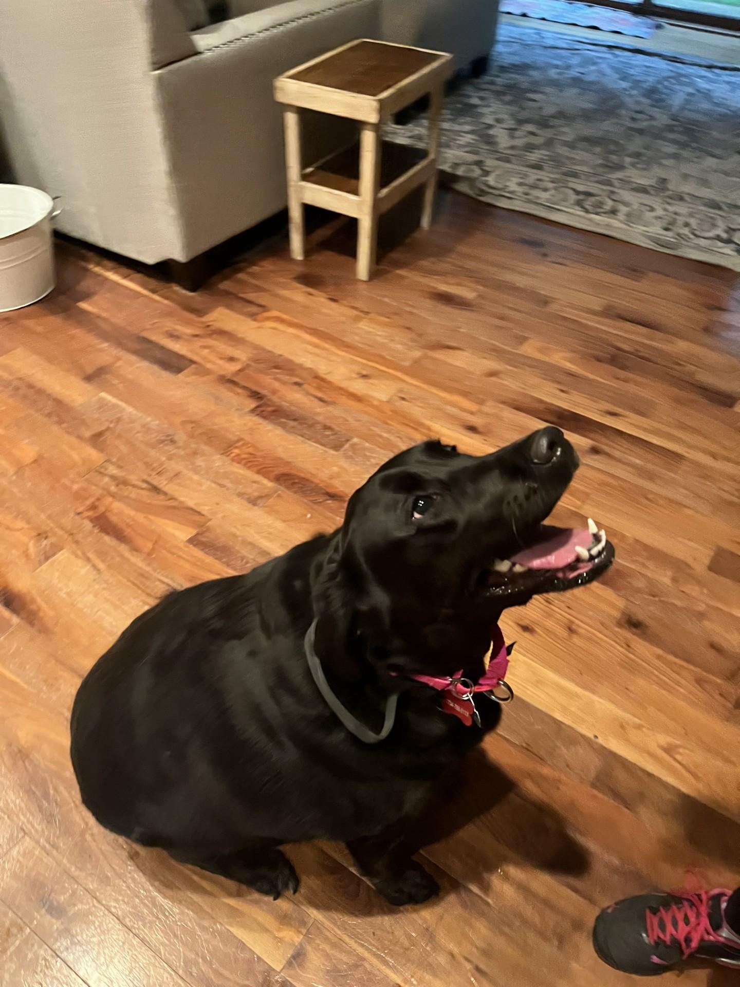 Enlarge Peaches, an adopted Labrador Retriever in Farwell, MI image 5/5
