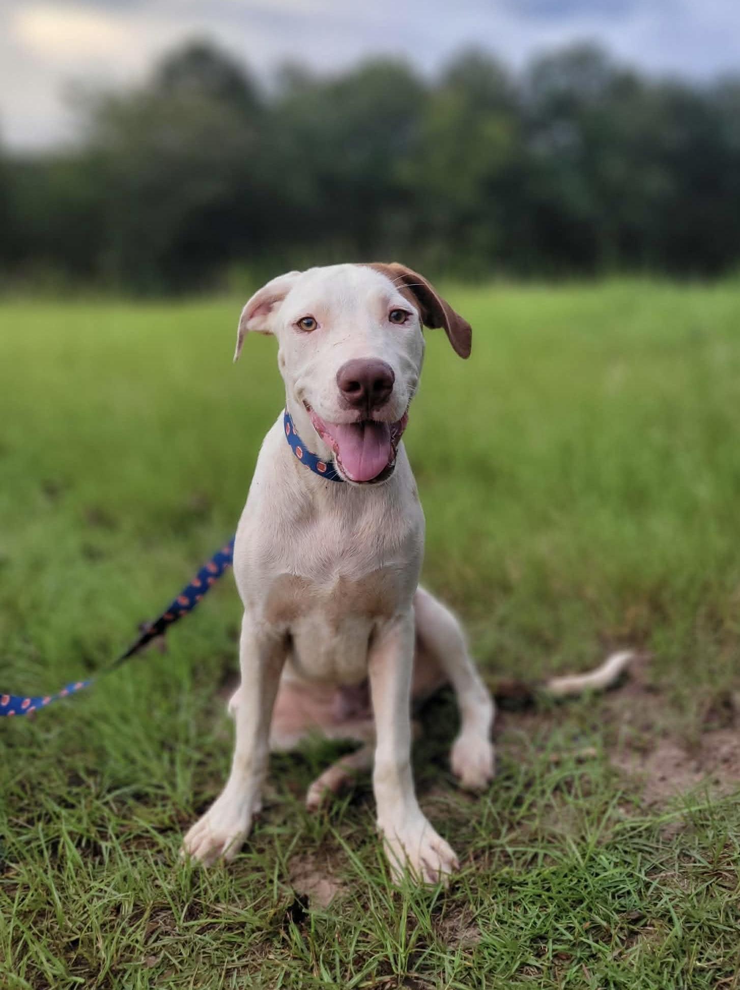 Enlarge Clay, a Adoptable mixed breed in Leesburg, GA image 1/3