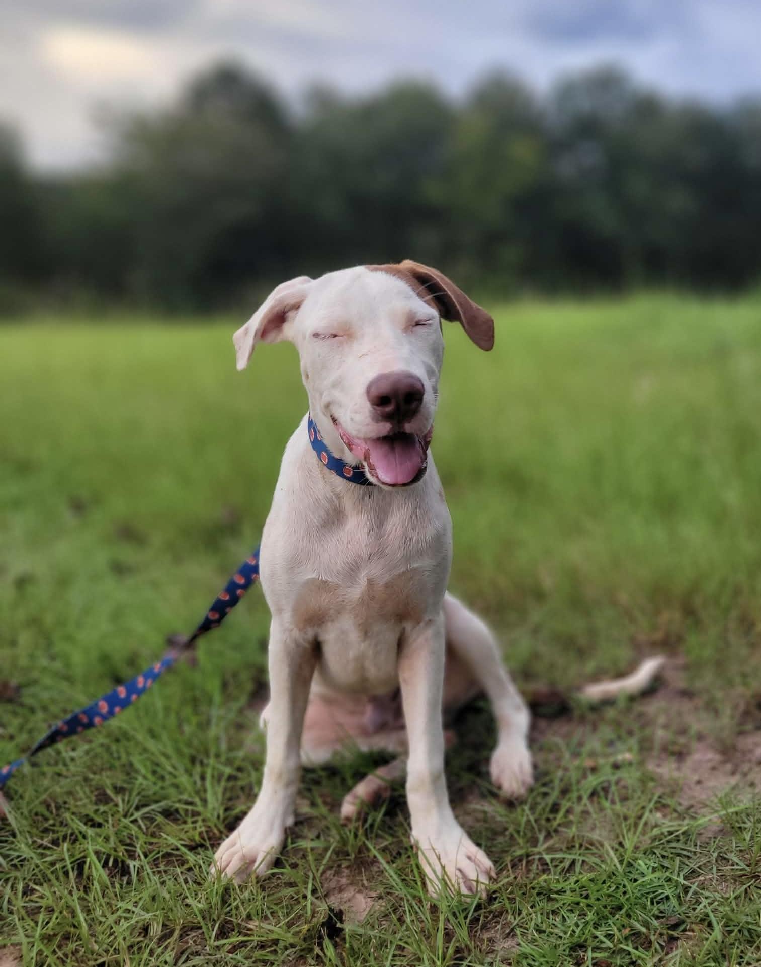Enlarge Clay, a Adoptable mixed breed in Leesburg, GA image 2/3
