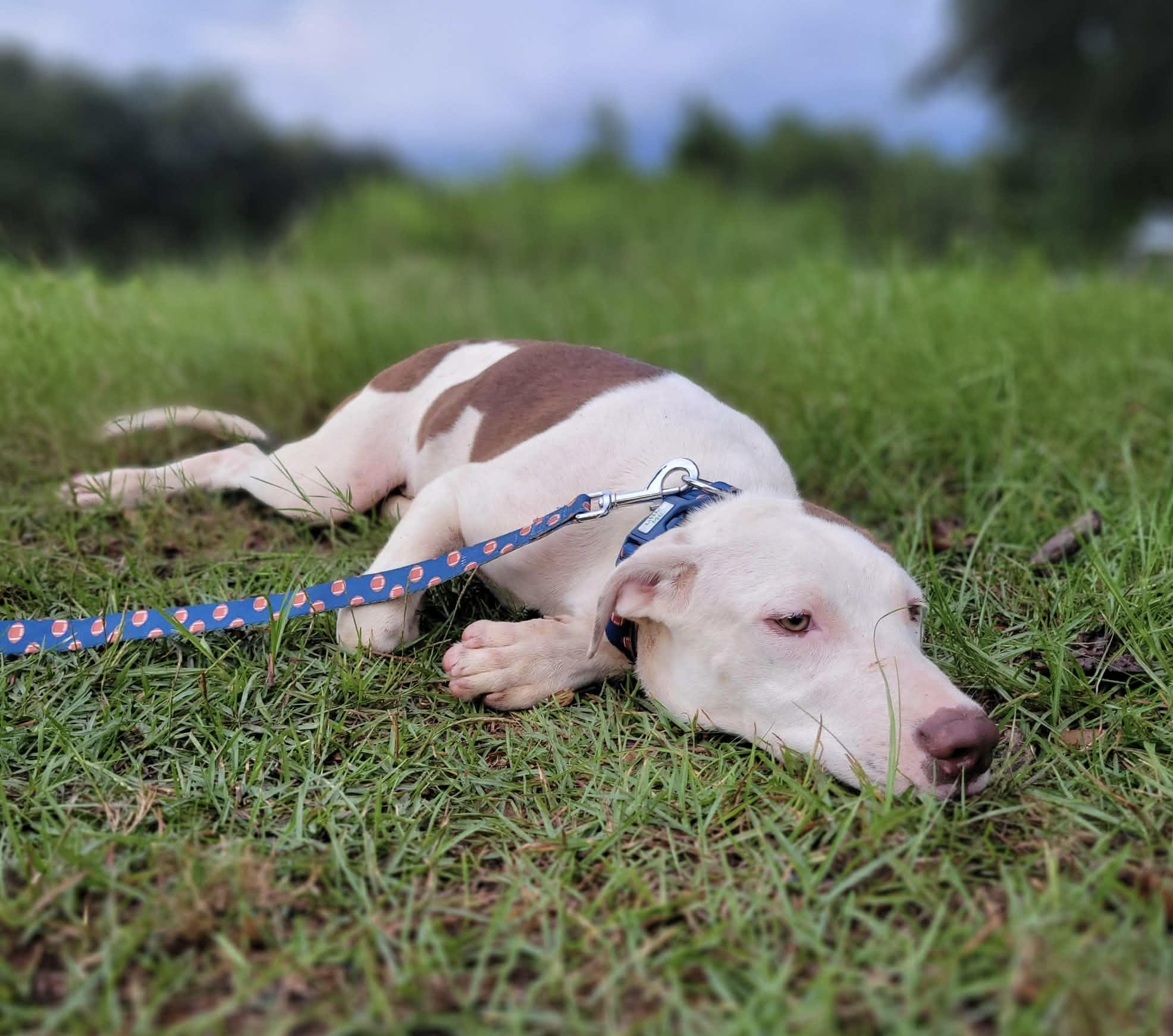 Enlarge Clay, a Adoptable mixed breed in Leesburg, GA image 3/3