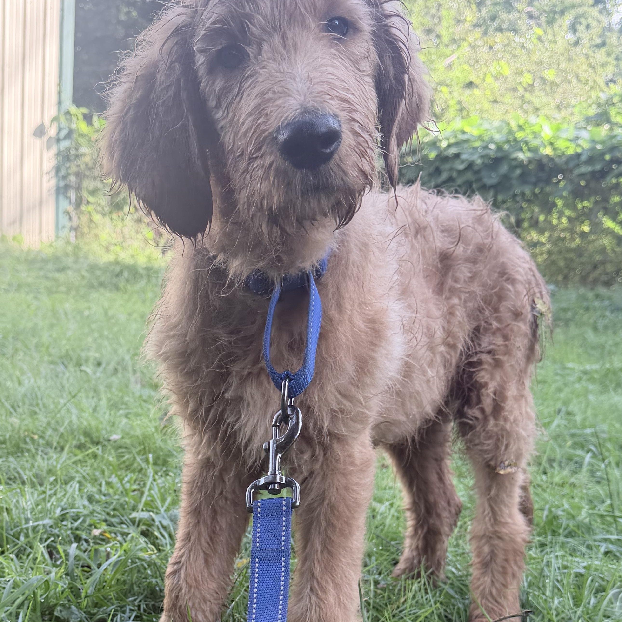 Enlarge Carmine, a Adopted Goldendoodle in Wrightstown, NJ image 3/6
