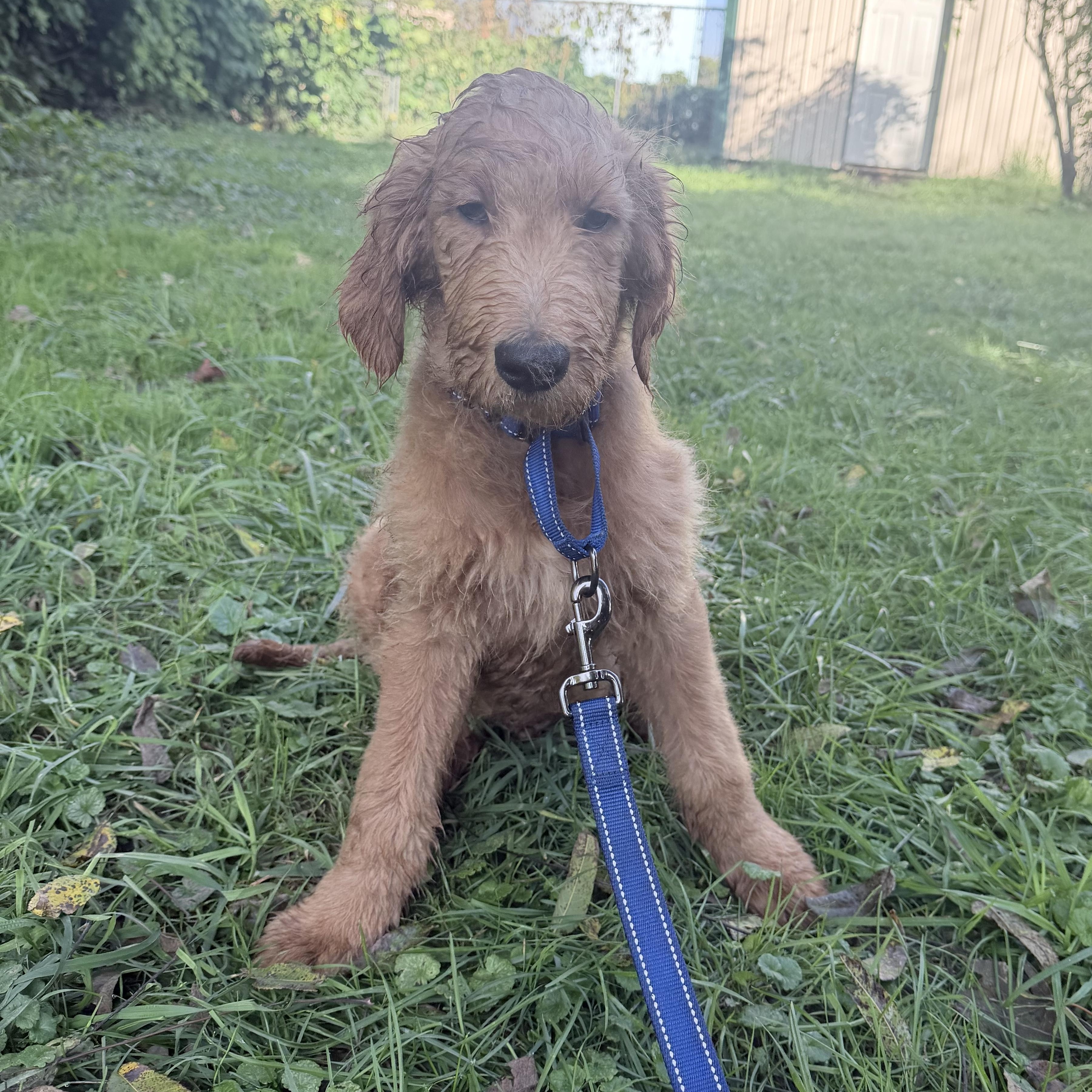 Enlarge Carmine, a Adopted Goldendoodle in Wrightstown, NJ image 4/6