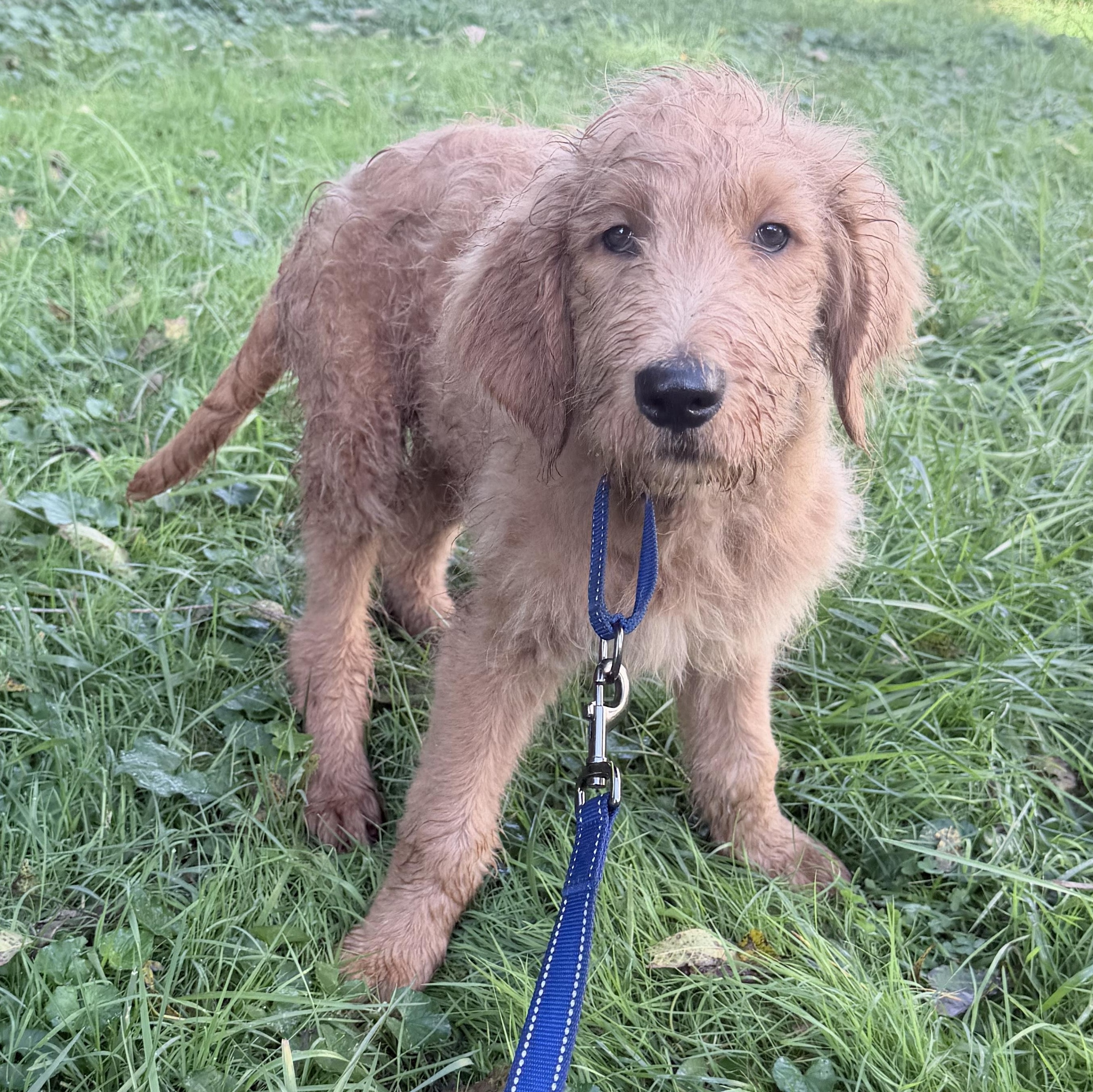 Enlarge Carmine, a Adopted Goldendoodle in Wrightstown, NJ image 2/6