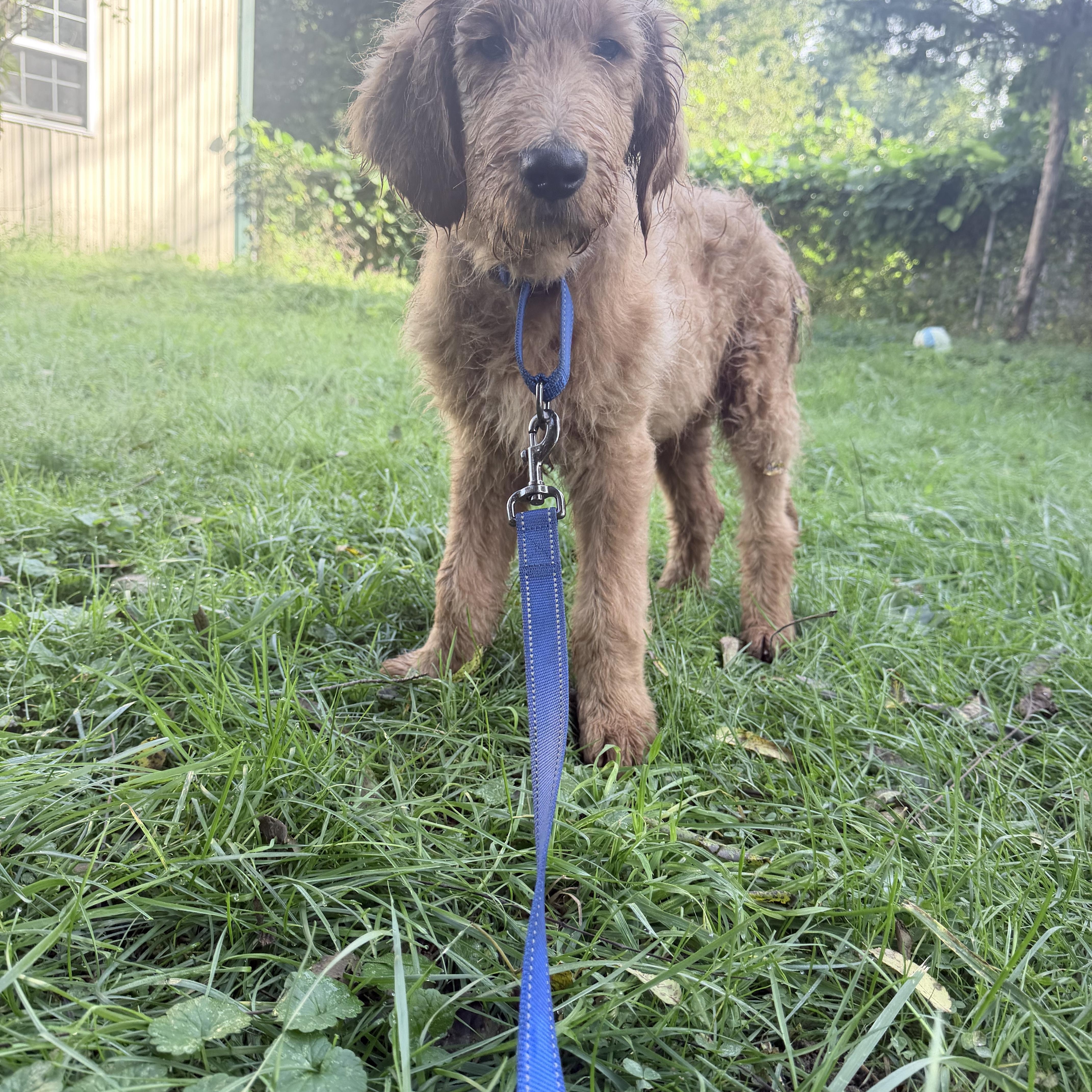 Enlarge Carmine, a Adopted Goldendoodle in Wrightstown, NJ image 5/6