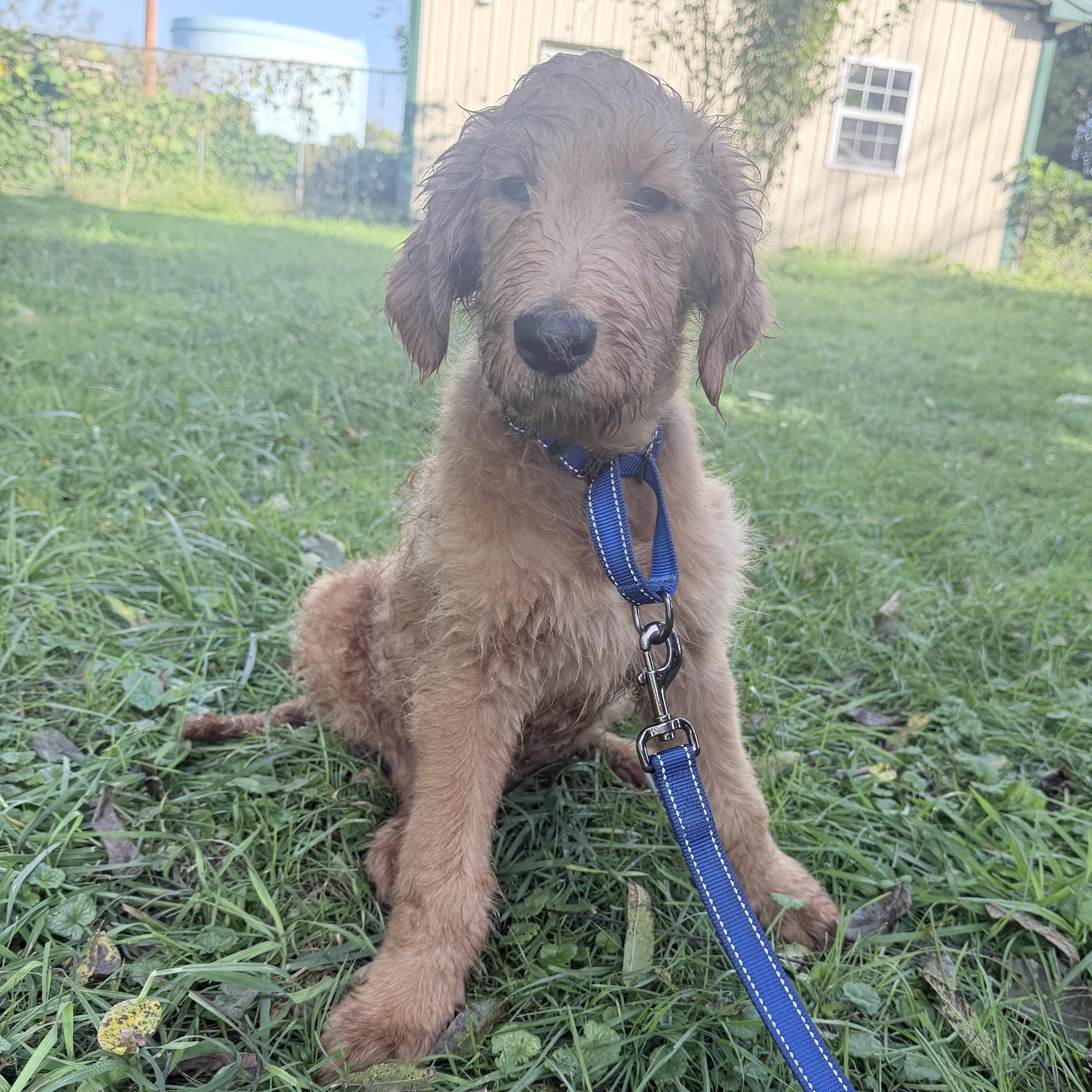 Enlarge Carmine, a Adopted Goldendoodle in Wrightstown, NJ image 6/6