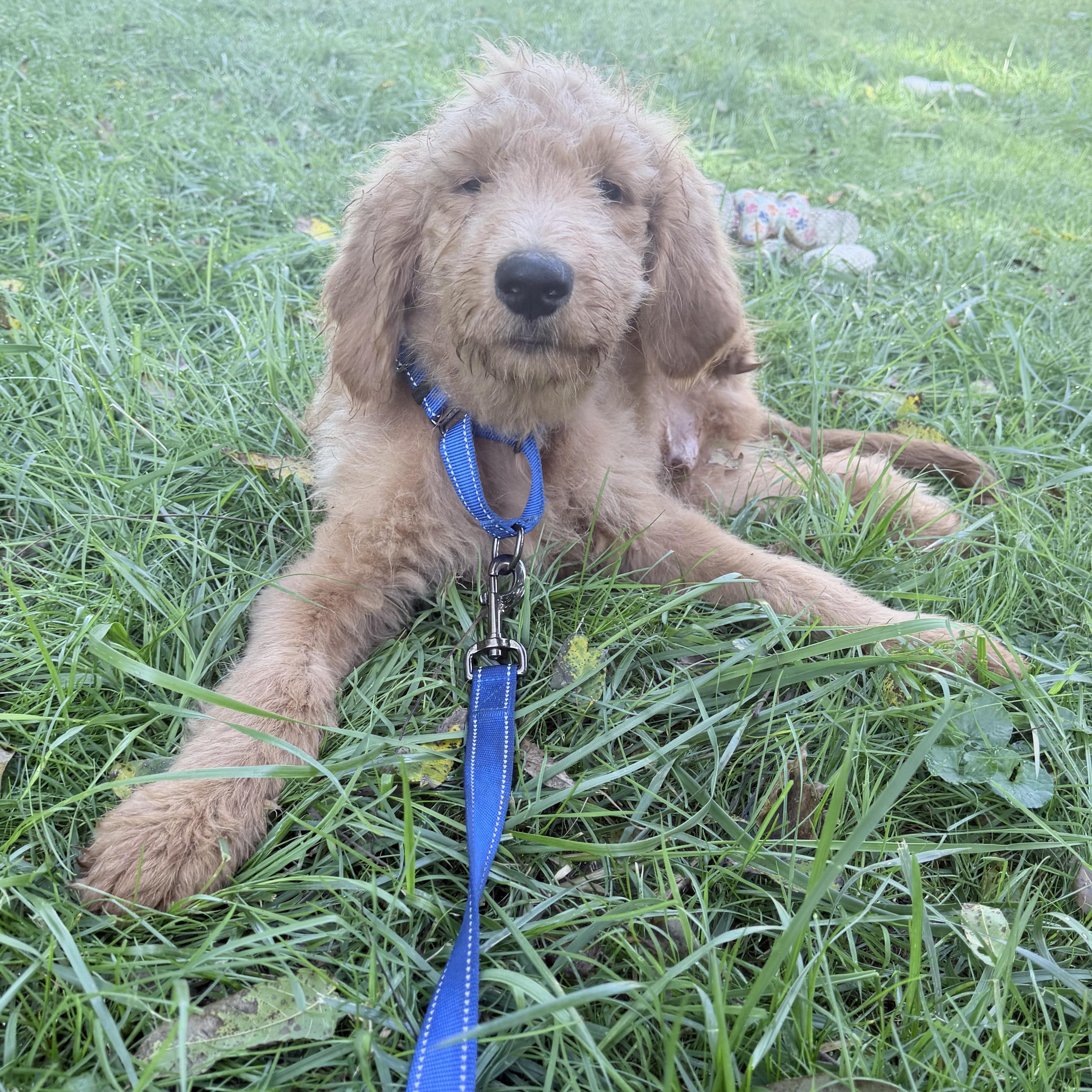 Carmine, Adopted, Puppy Male Goldendoodle.