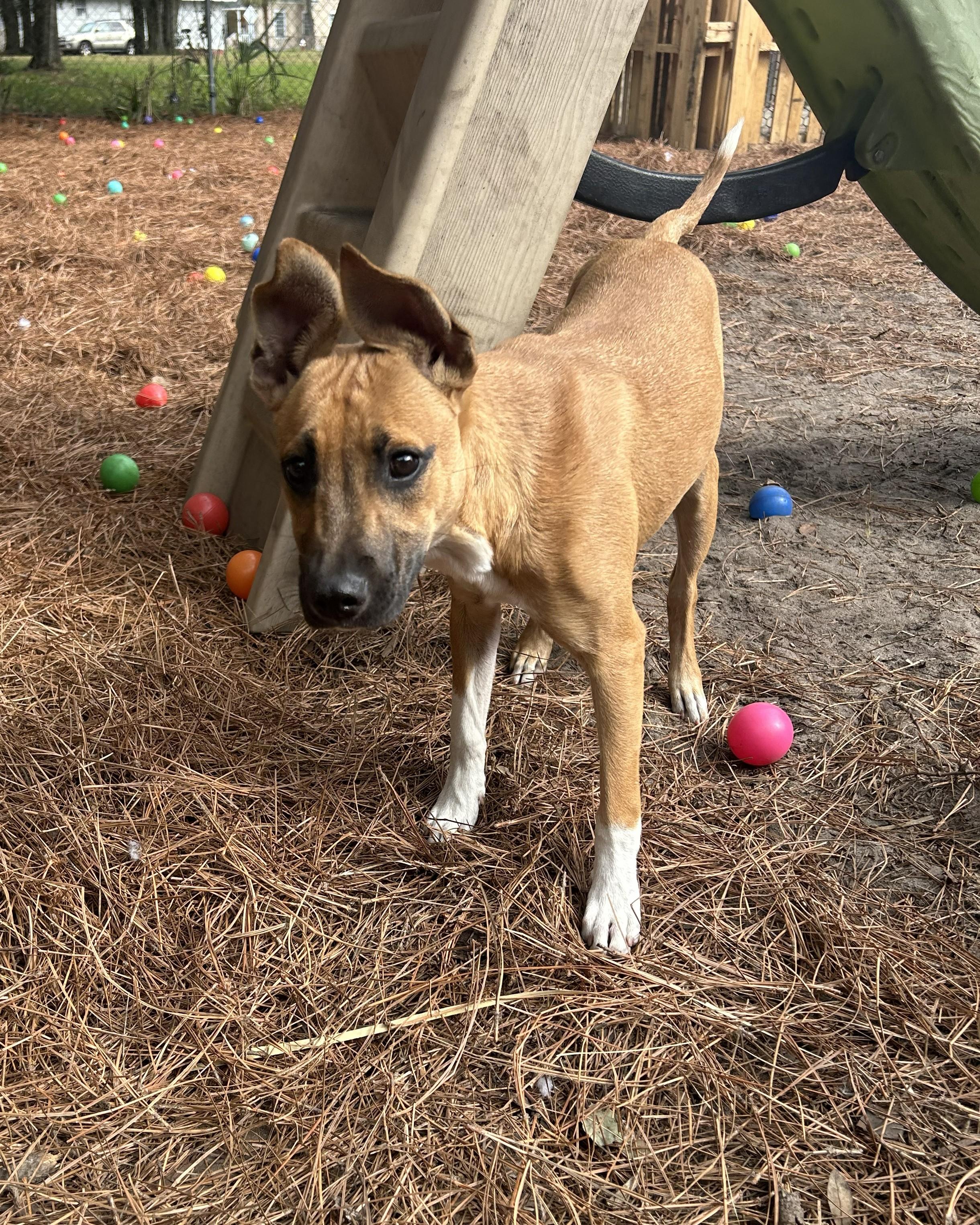 Enlarge Kimmy, a Adoptable mixed breed in Pensacola, FL image 2/6