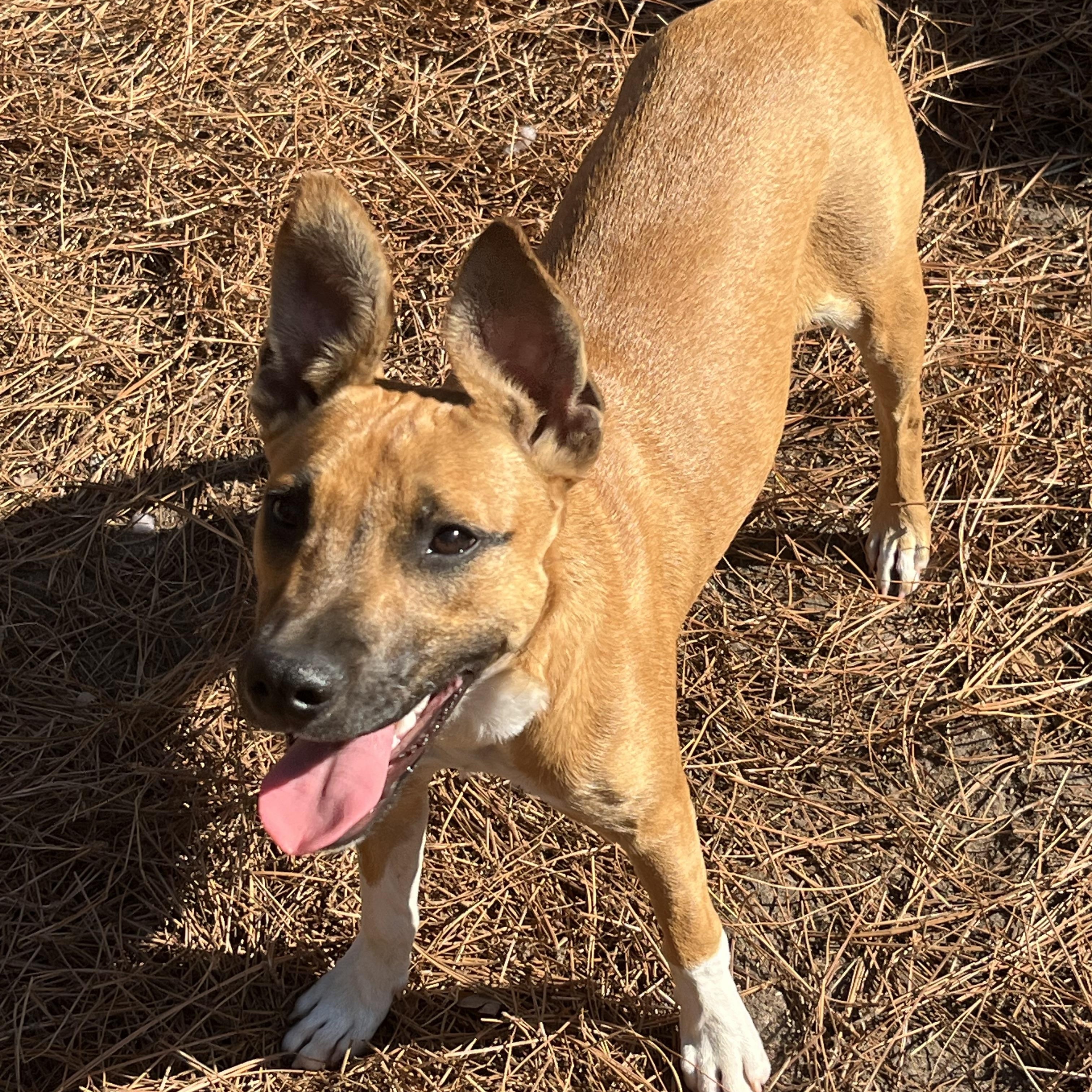 Kimmy, Adoptable, Young Female Black Mouth Cur.