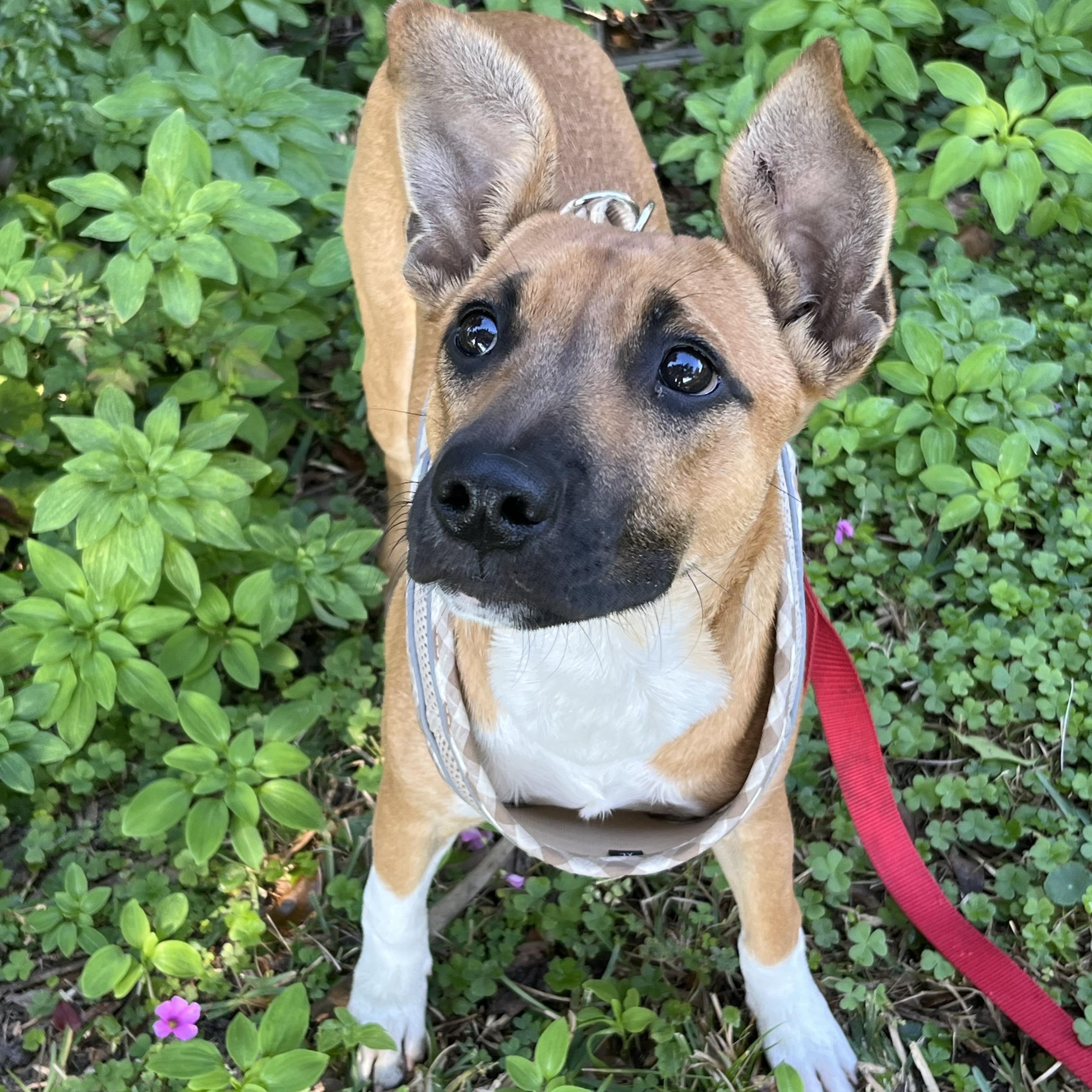 Kimmy, Adoptable, Young Female Black Mouth Cur.