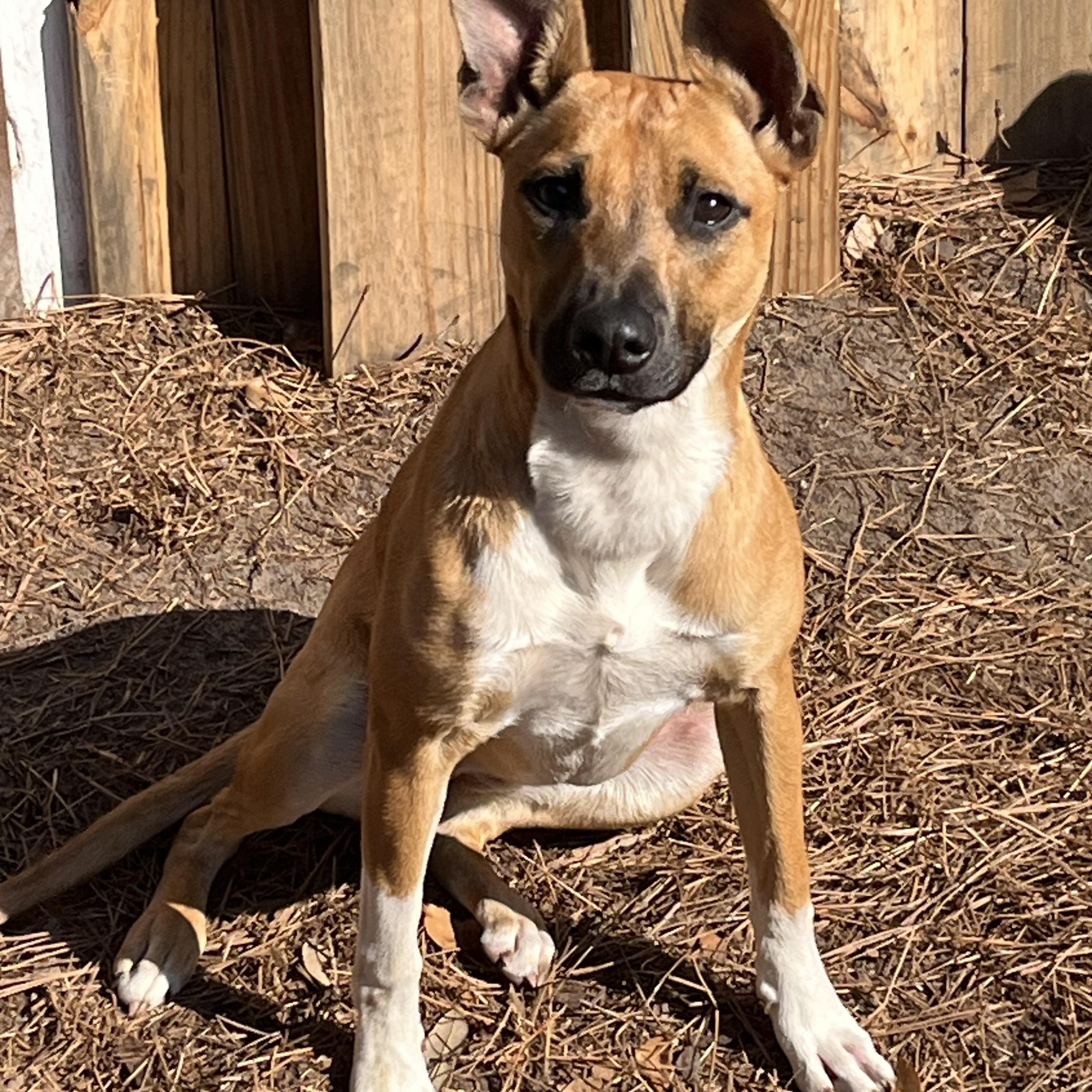 Enlarge Kimmy, a Adoptable mixed breed in Pensacola, FL image 5/6