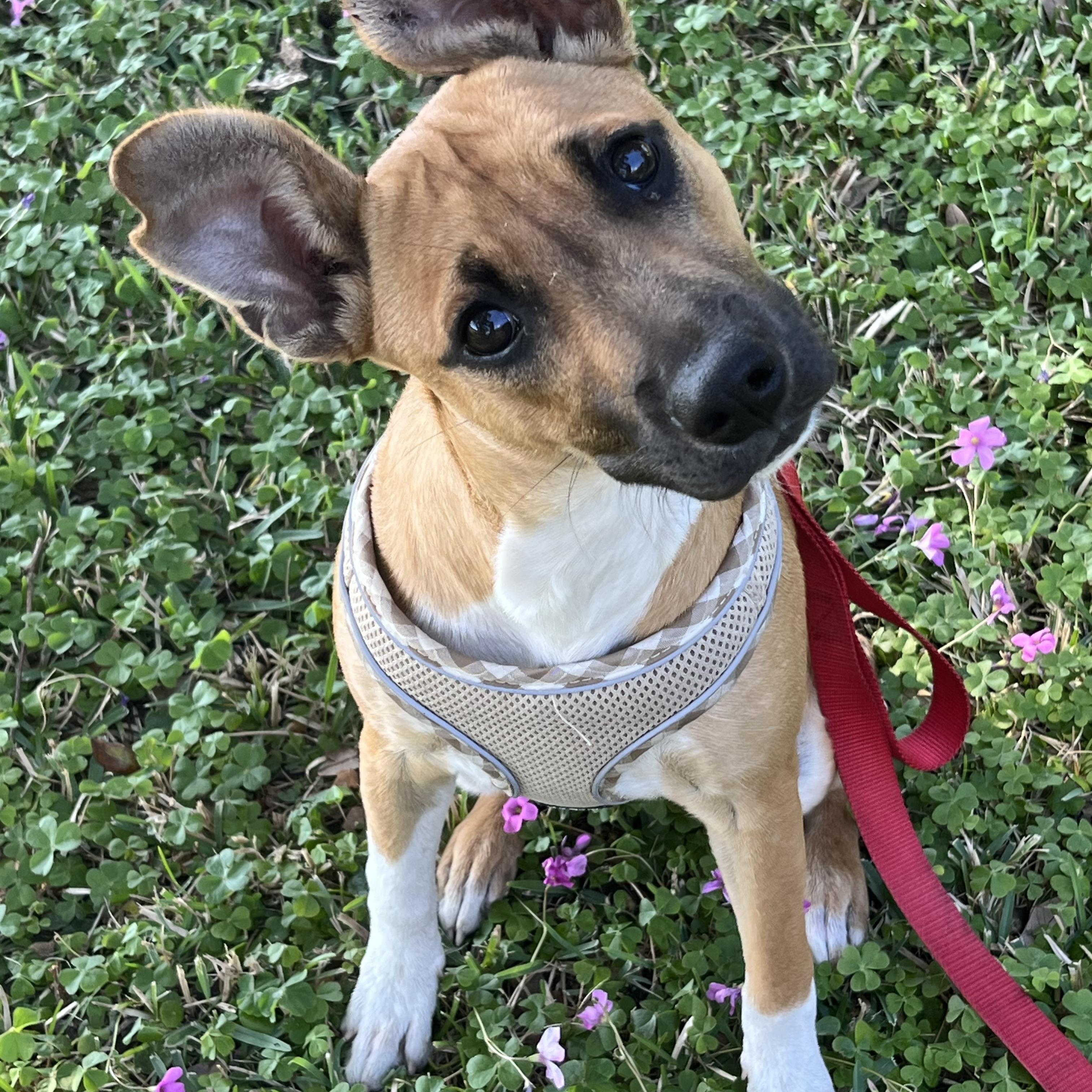 Enlarge Kimmy, a Adoptable mixed breed in Pensacola, FL image 4/6