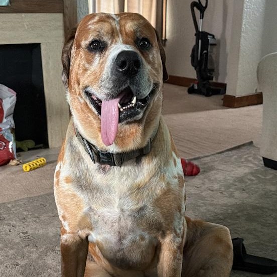 ZZ - Classified Ad - Charlie (Courtesy Listing - Not affiliated with Planned Pethood), a Adoptable mixed breed in Toledo, OH image 2/3