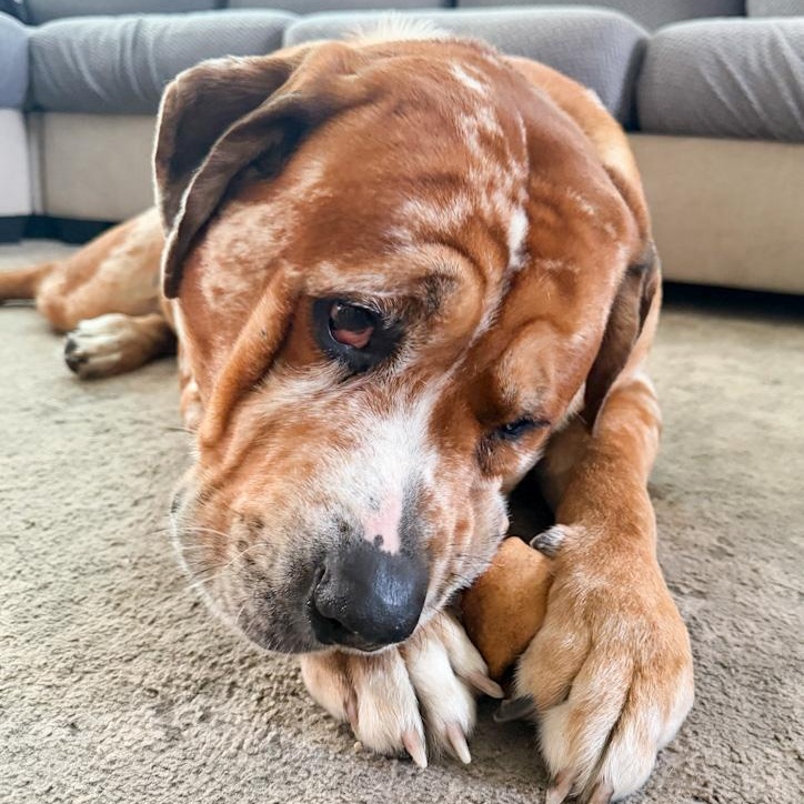 ZZ - Classified Ad - Charlie (Courtesy Listing - Not affiliated with Planned Pethood), Adoptable, Adult Male Rottweiler & Mastiff.