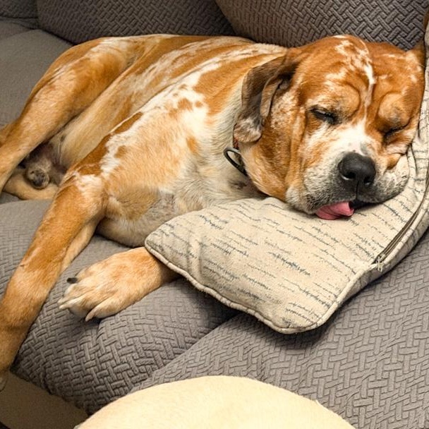 ZZ - Classified Ad - Charlie (Courtesy Listing - Not affiliated with Planned Pethood), a Adoptable mixed breed in Toledo, OH image 3/3