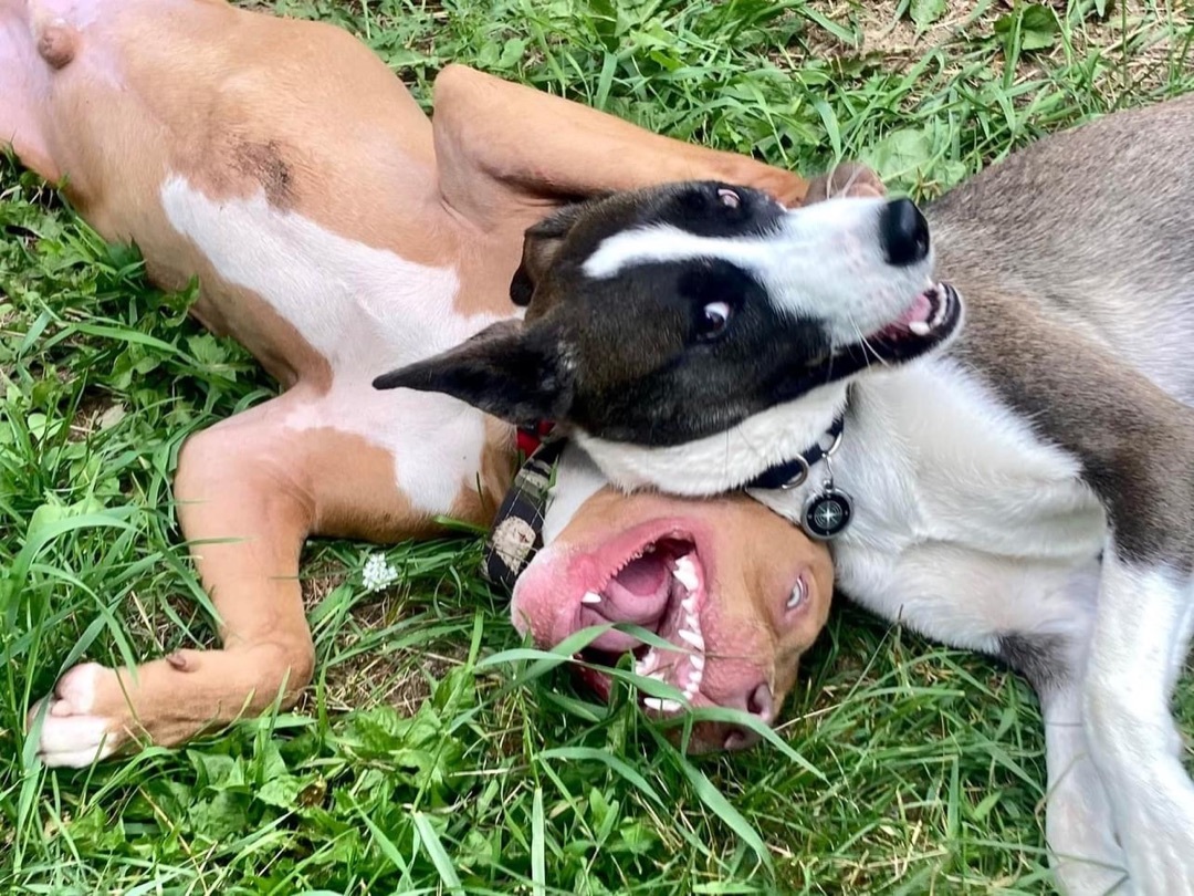 Quincy, Adopted, Puppy Male Pit Bull Terrier.