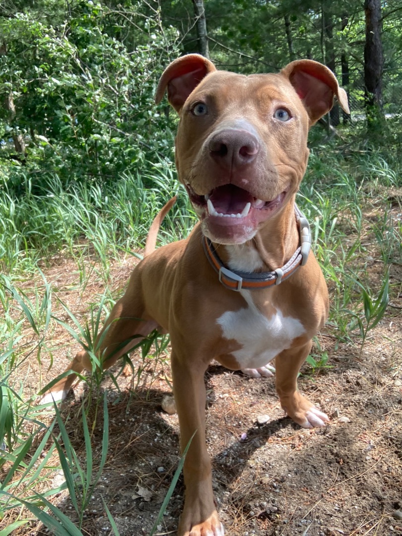 Enlarge Quincy, a Adopted mixed breed in Kalkaska, MI image 2/11