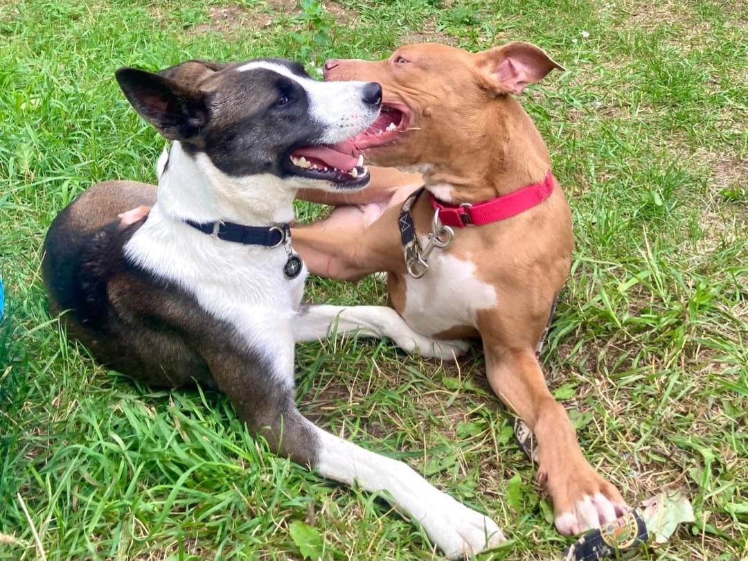 Enlarge Quincy, a Adopted mixed breed in Kalkaska, MI image 4/11