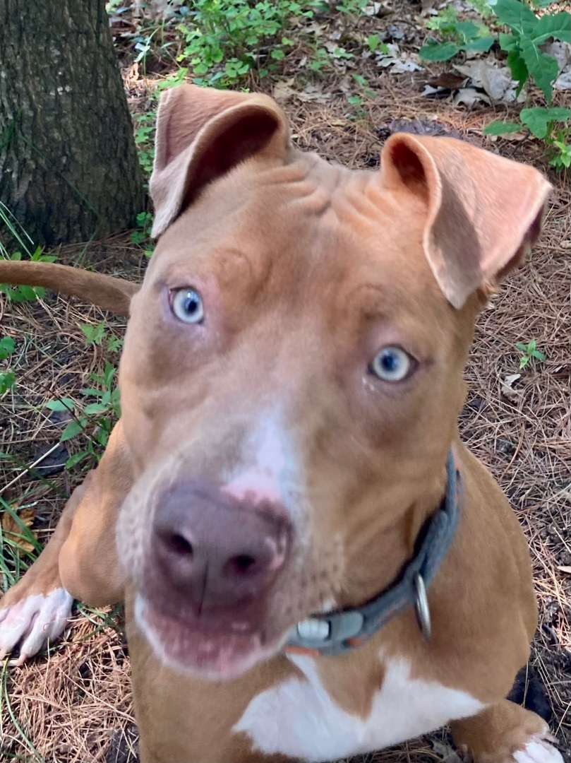 Enlarge Quincy, a Adopted mixed breed in Kalkaska, MI image 5/11