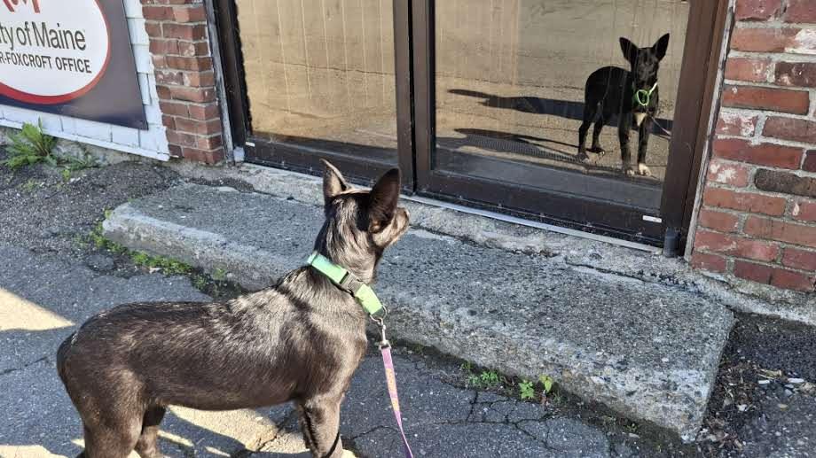 CHAPLIN, a Adoptable mixed breed in Sebec, ME image 1/3