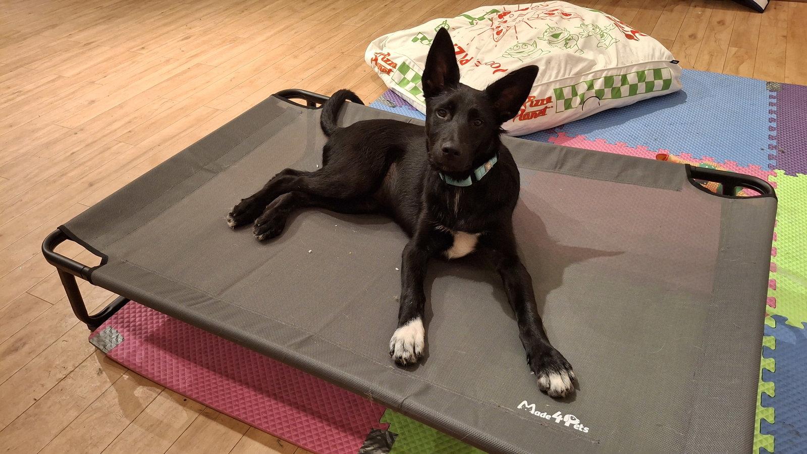 Enlarge CHAPLIN, a Adoptable mixed breed in Sebec, ME image 1/3