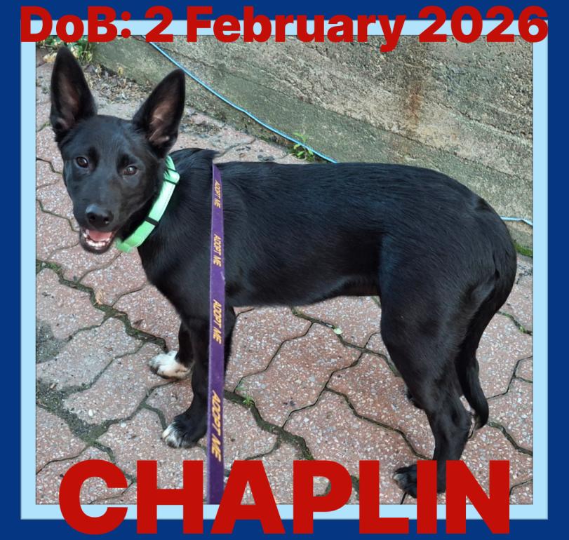 CHAPLIN, a Adoptable mixed breed in Sebec, ME image 2/3