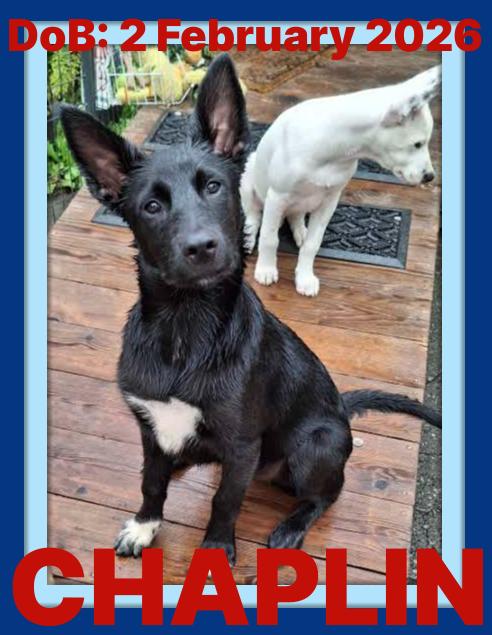 CHAPLIN, a Adoptable mixed breed in Sebec, ME image 3/3