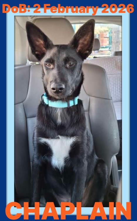 Enlarge CHAPLIN, a Adoptable mixed breed in Sebec, ME image 2/3