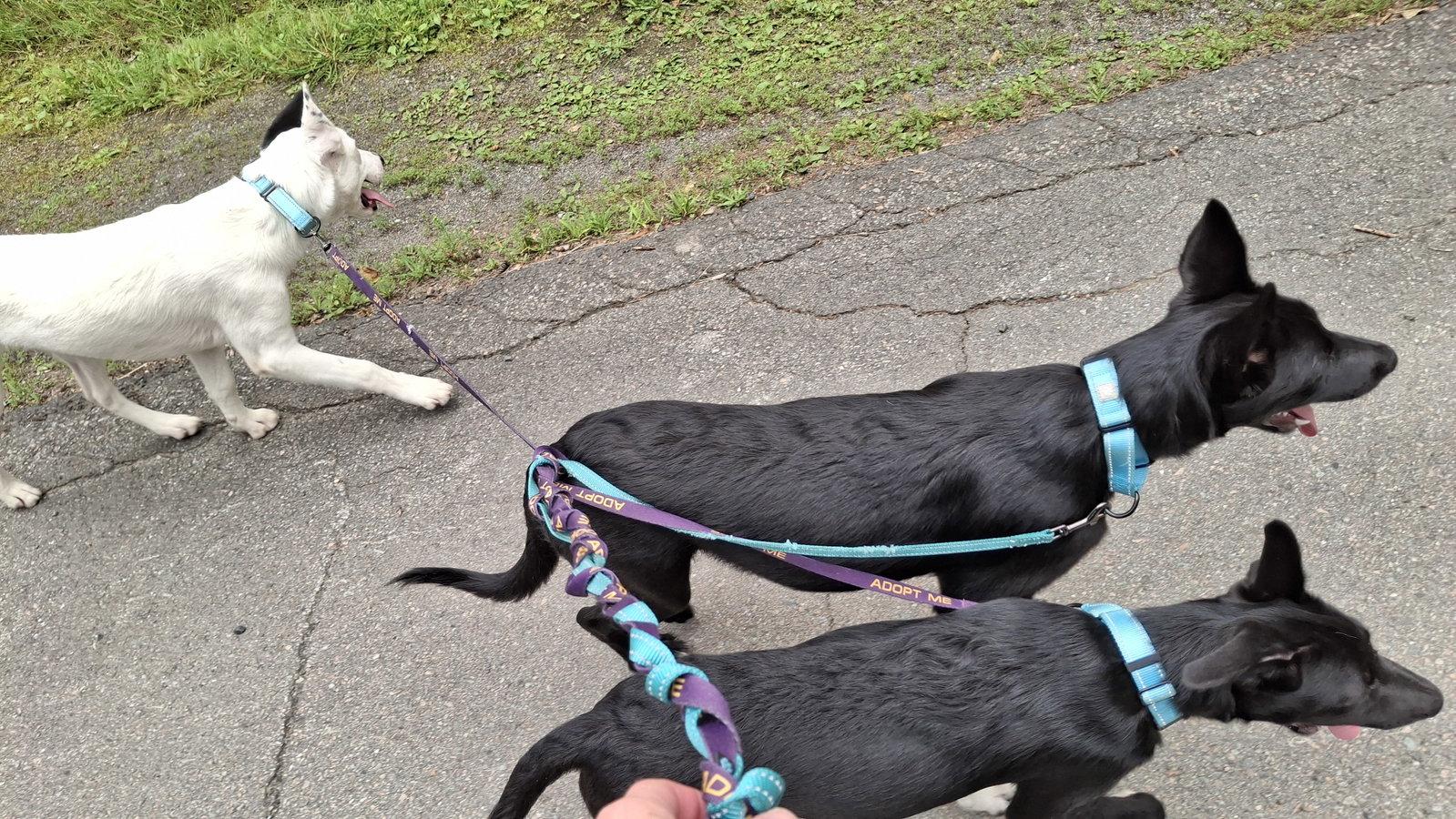 Enlarge CHAPLIN, a Adoptable mixed breed in Sebec, ME image 3/3