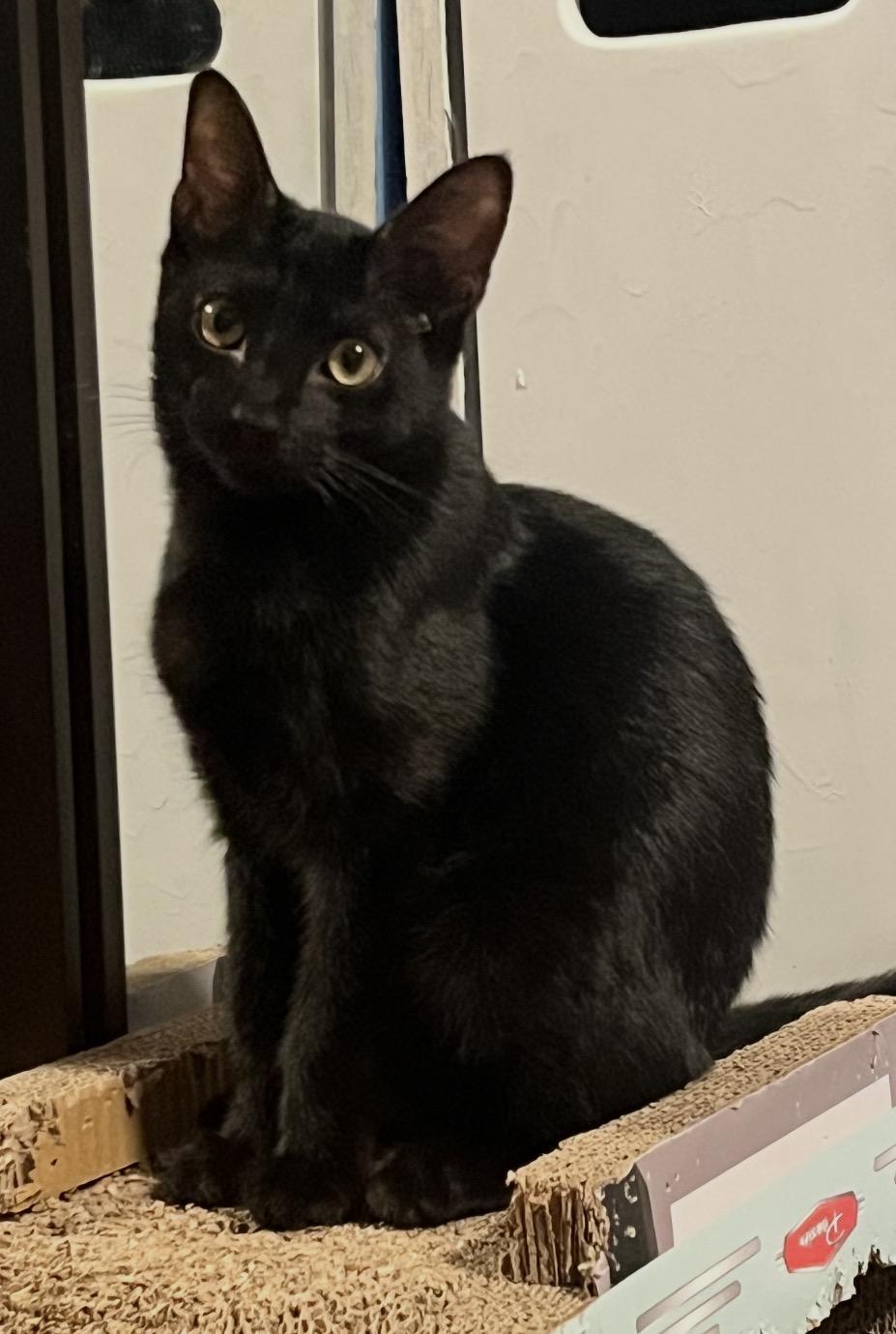Carnitas, Adopted, Kitten Male Domestic Short Hair.