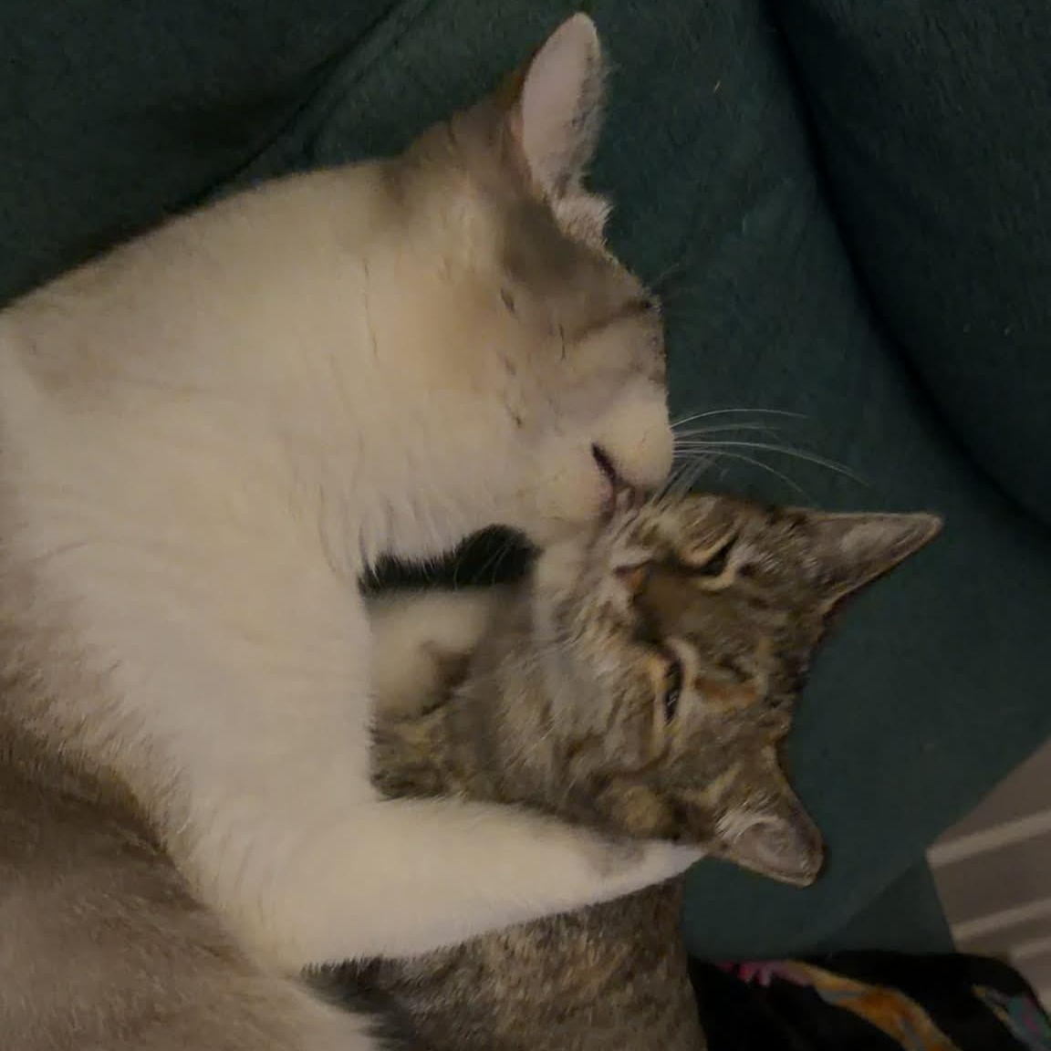 Enlarge Luna, a ADOPTABLE Domestic Short Hair in Winchester, VA image 4/5