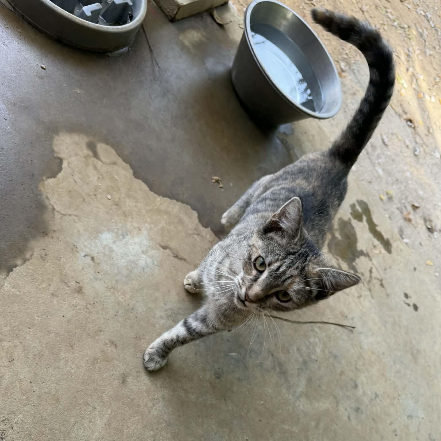 Enlarge Luna, a ADOPTABLE Domestic Short Hair in Winchester, VA image 4/4