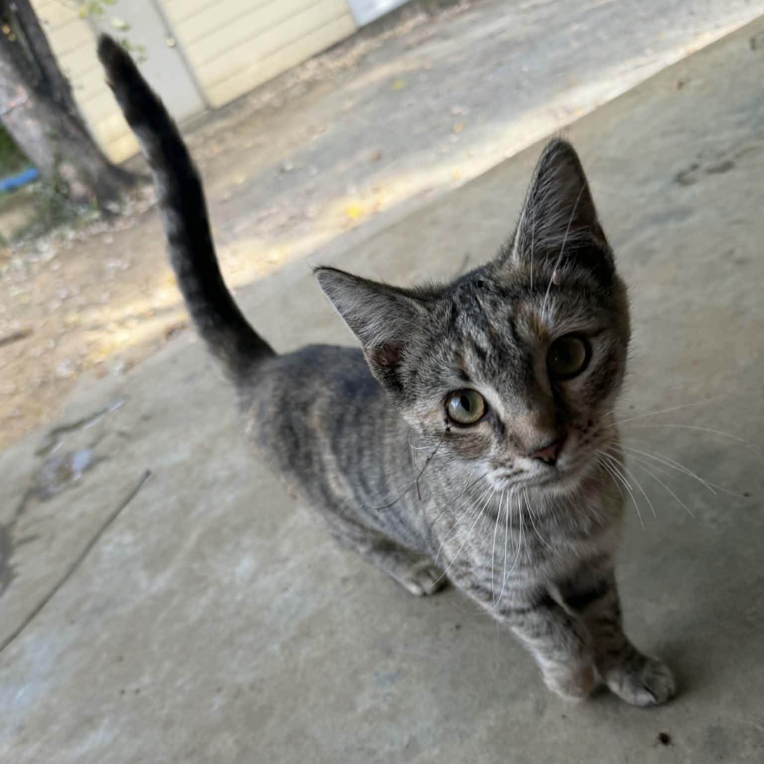 Enlarge Luna, a ADOPTABLE Domestic Short Hair in Winchester, VA image 2/4