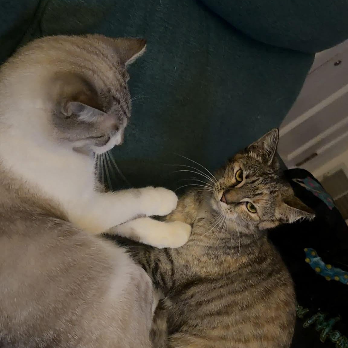 Enlarge Luna, a ADOPTABLE Domestic Short Hair in Winchester, VA image 5/5