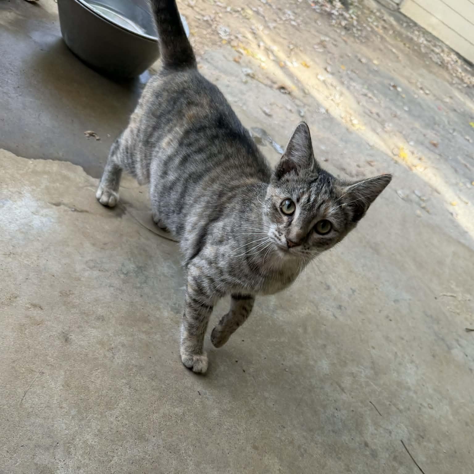 Enlarge Luna, a ADOPTABLE Domestic Short Hair in Winchester, VA image 3/4