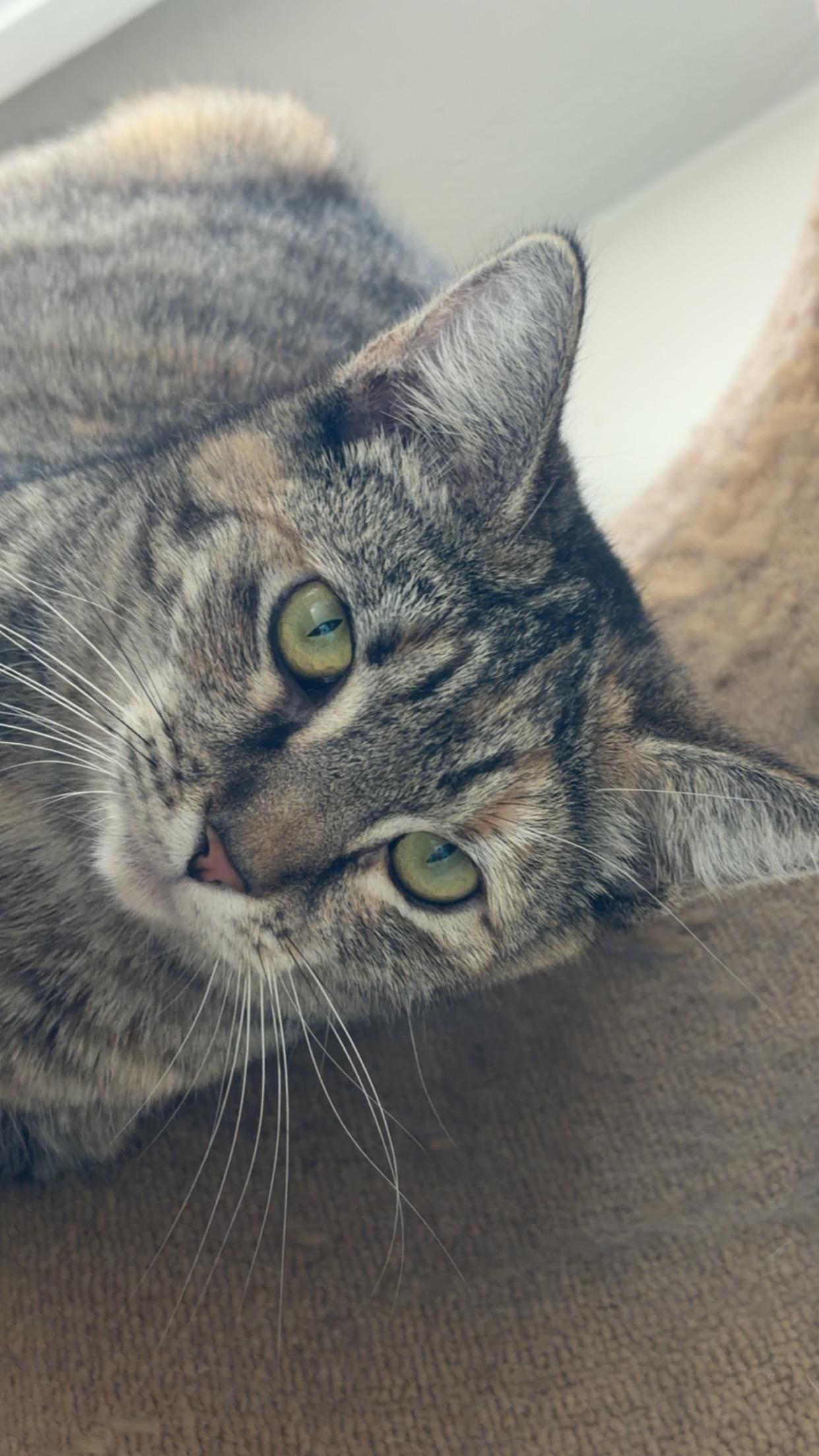 Luna, ADOPTABLE, Young Female Domestic Short Hair.