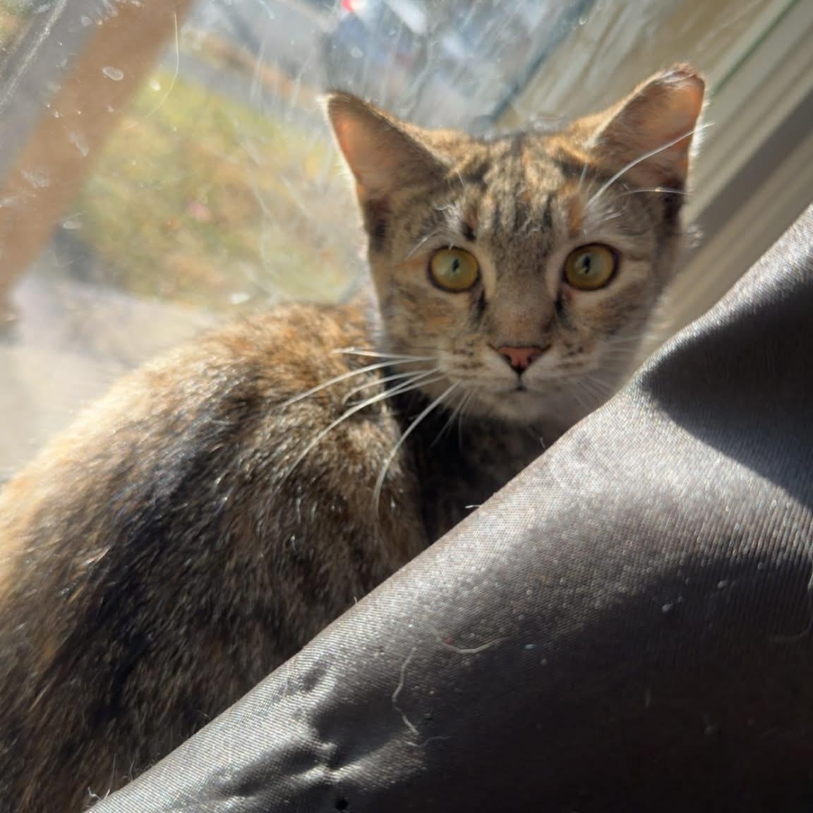 Enlarge Luna, a ADOPTABLE Domestic Short Hair in Winchester, VA image 1/4