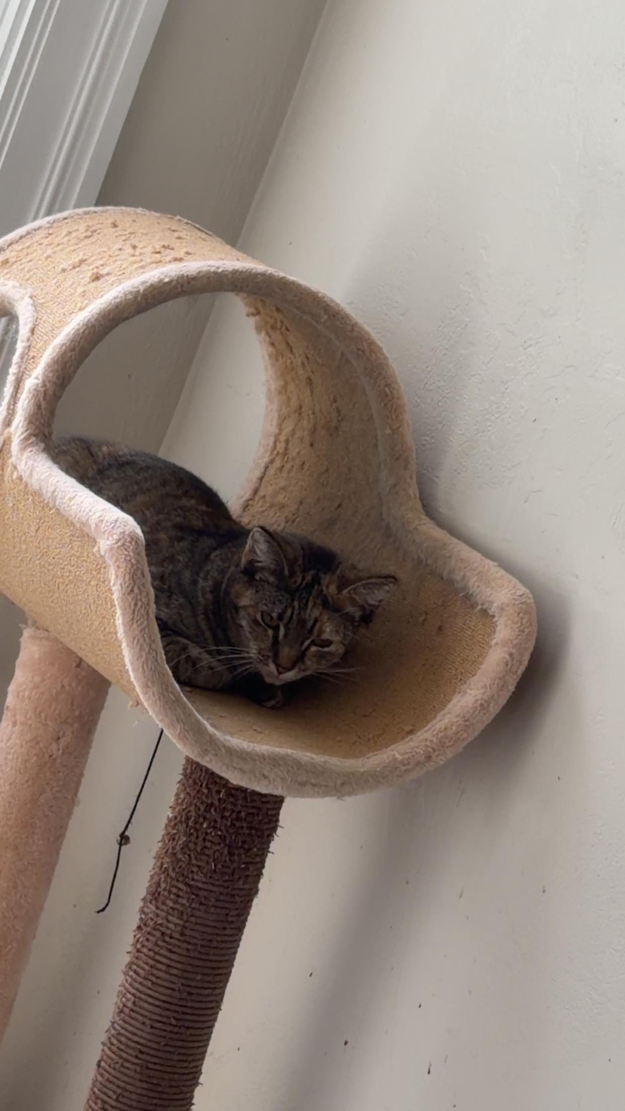 Enlarge Luna, a ADOPTABLE Domestic Short Hair in Winchester, VA image 5/5