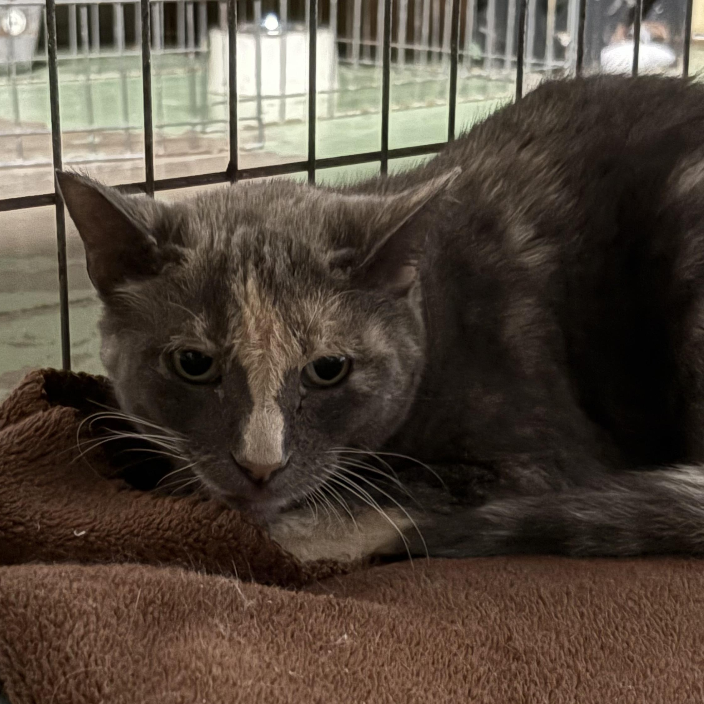 Echo, Adoptable, Adult Female Tortoiseshell.