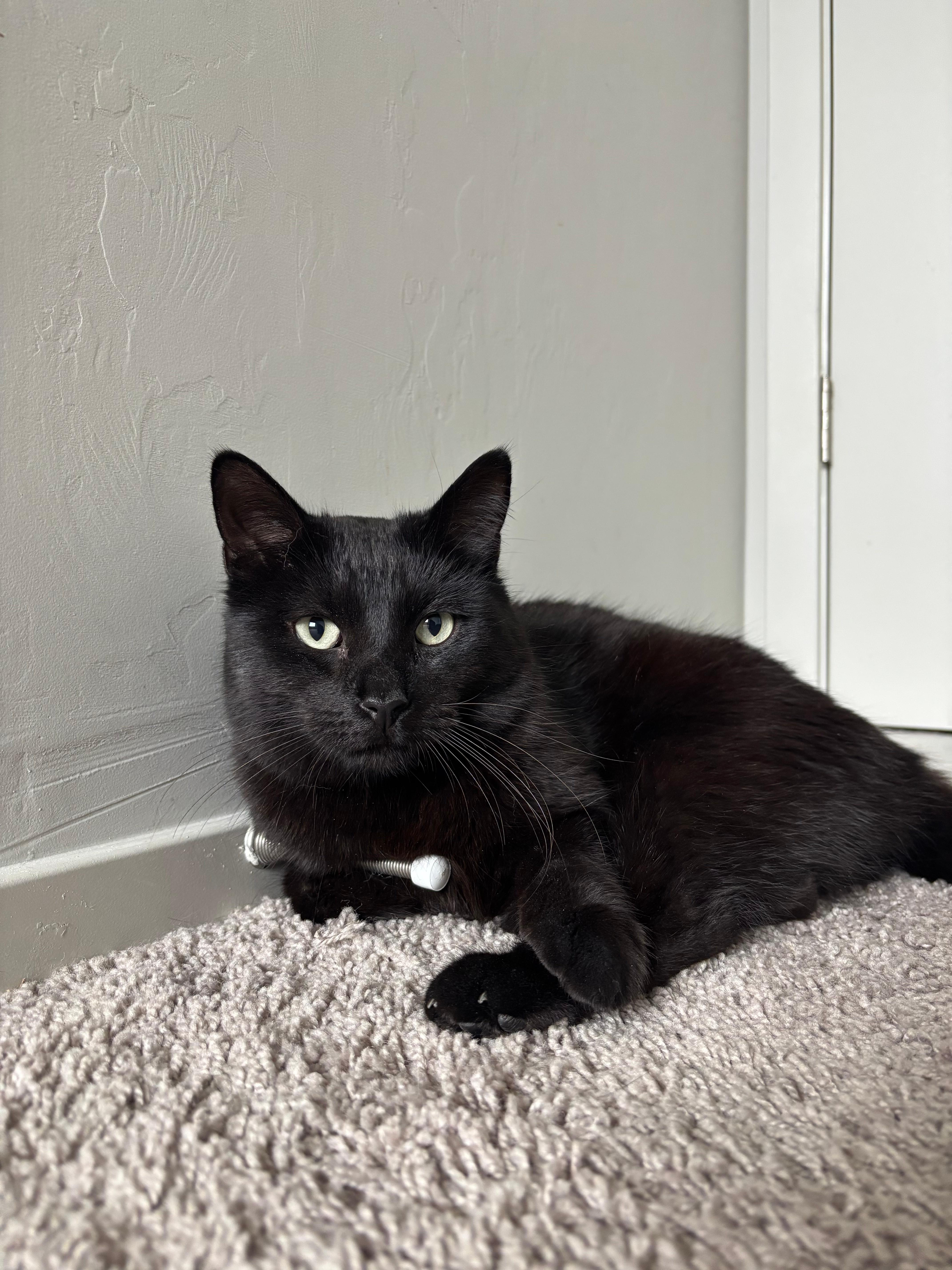 Enlarge Bond, a ADOPTABLE Domestic Short Hair in Tucson, AZ image 2/3